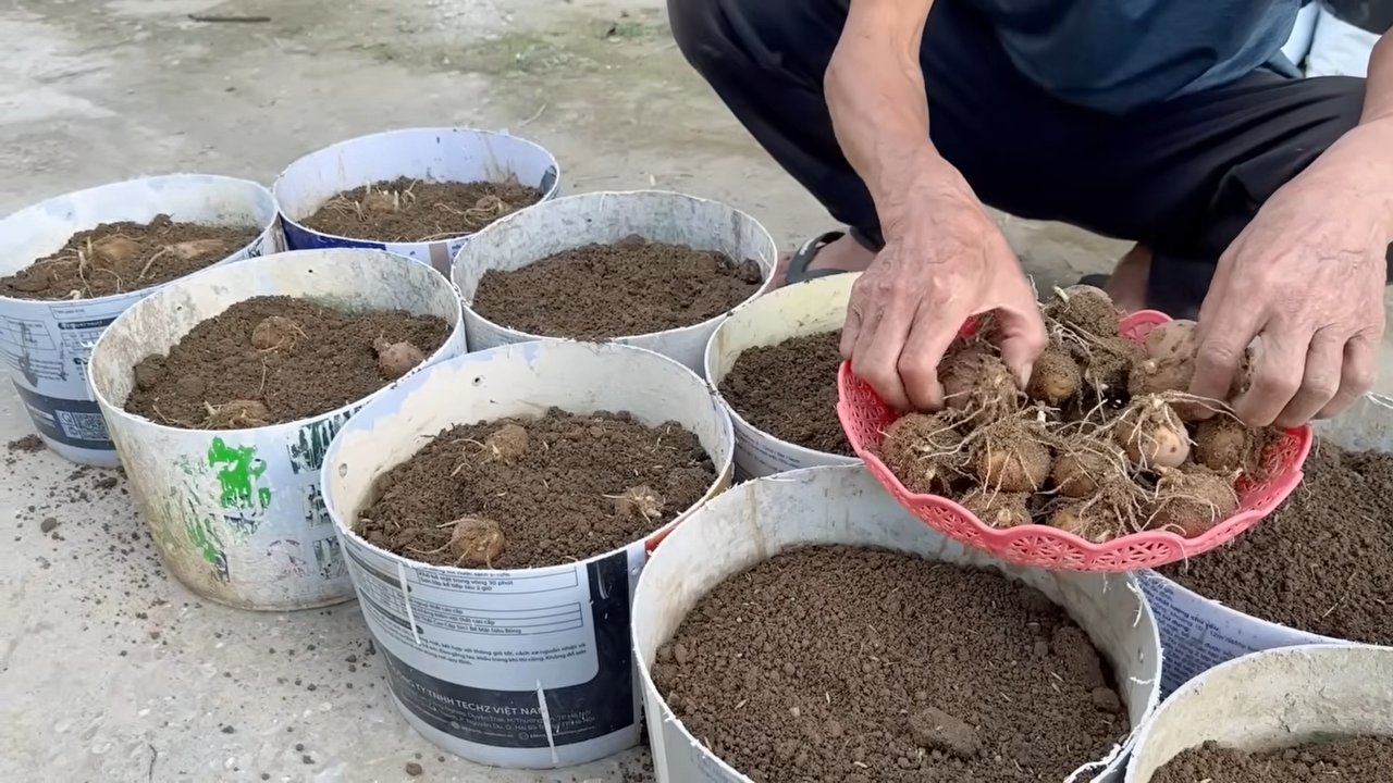Potatoes no garden no money