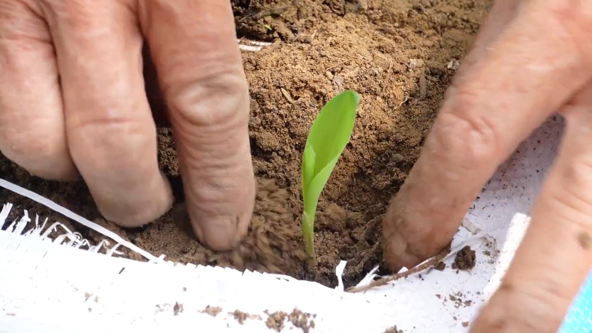 Grow corn in sacks