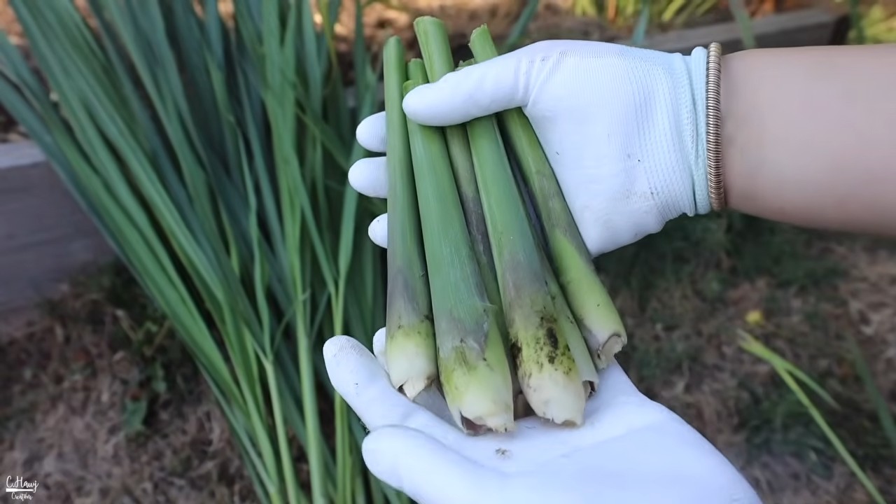 Grow Lemongrass at Home