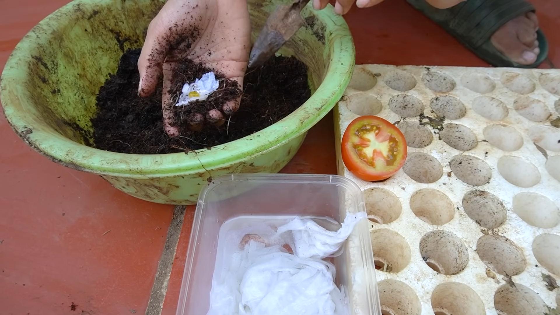 Growing tomatoes all year