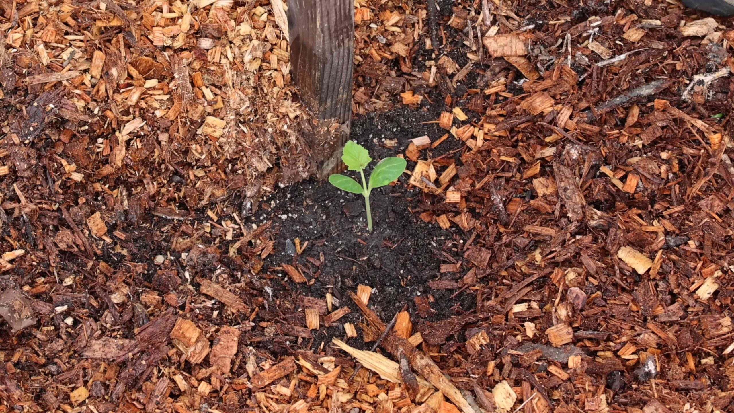 Grow Squash Vertically