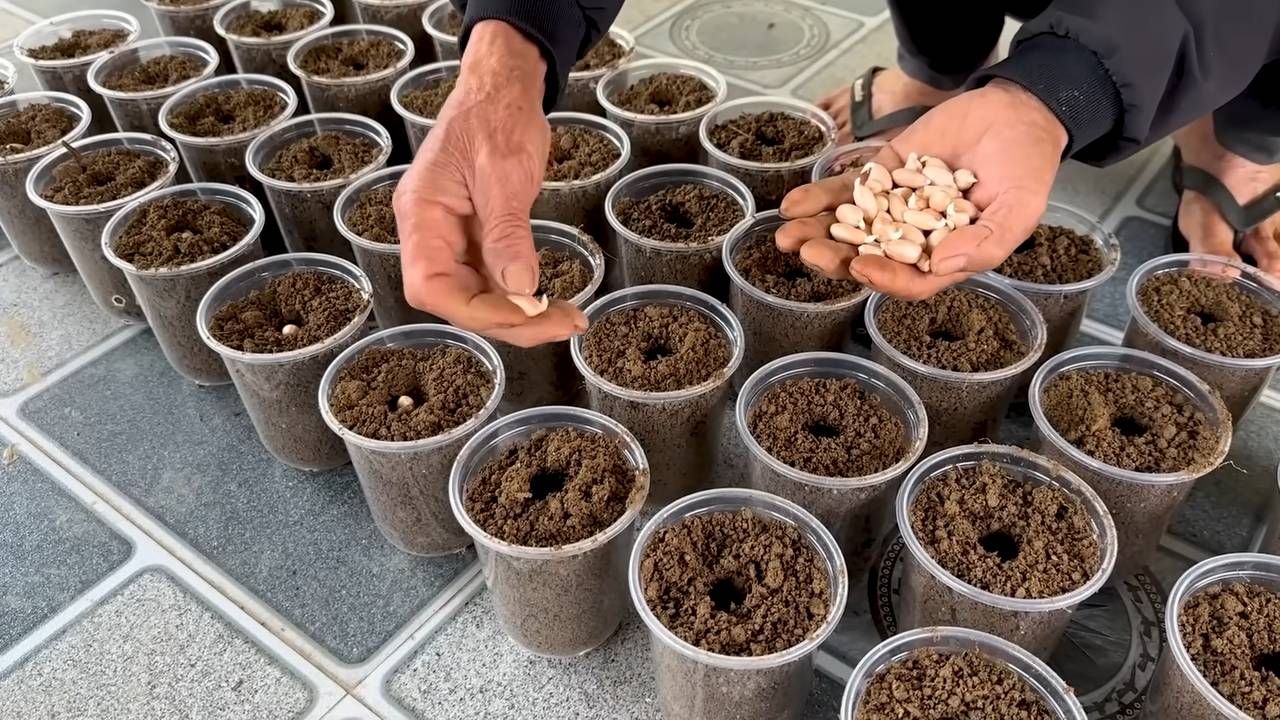 Foam Box Peanut Growing