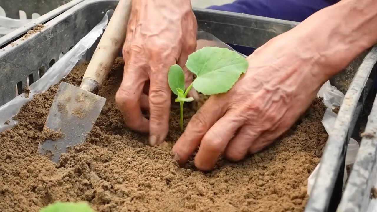 Easy melon growing tips