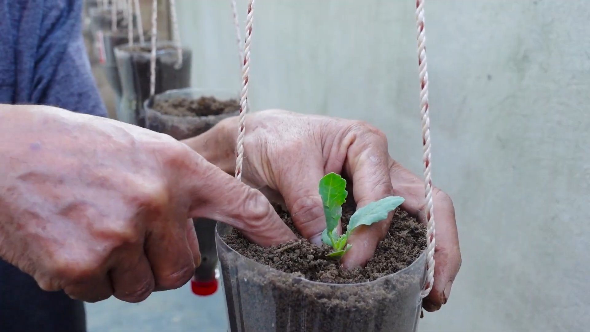 Growing Kohlrabi in Containers