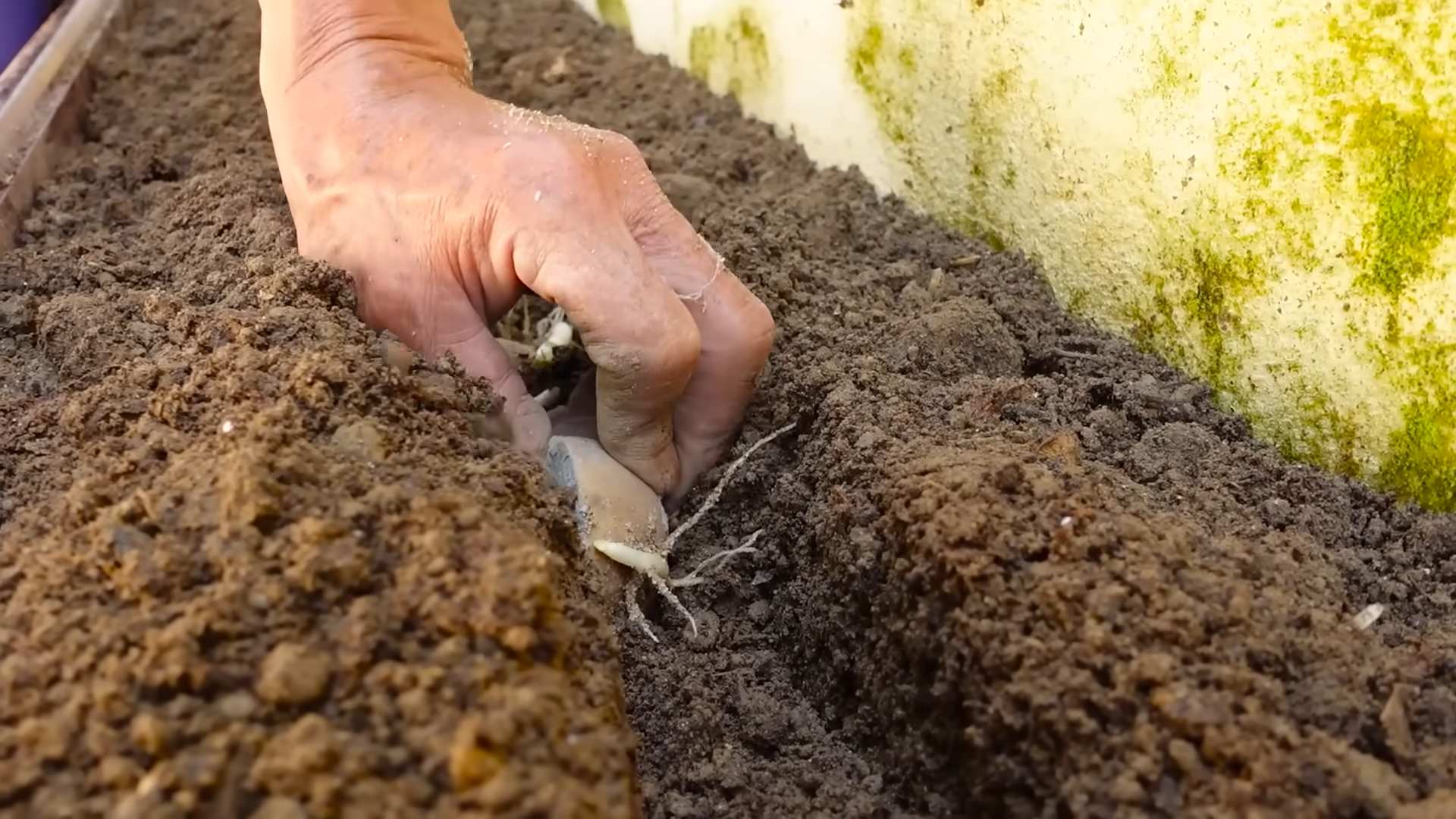 Growing Potatoes Beginner's Guide
