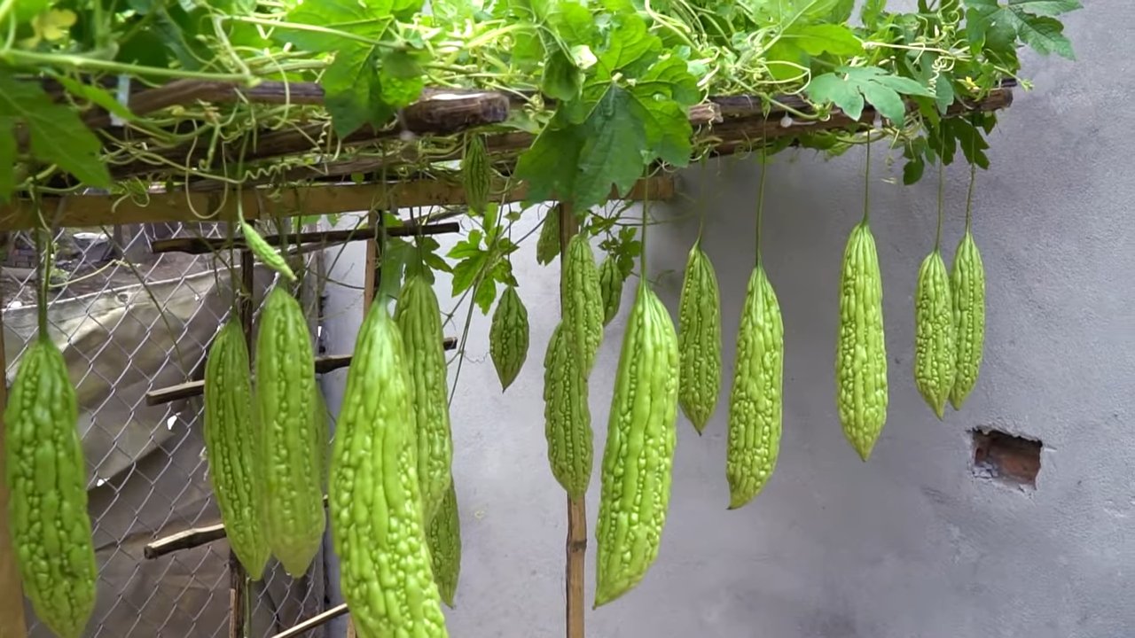 Grow Bitter Melon Successfully