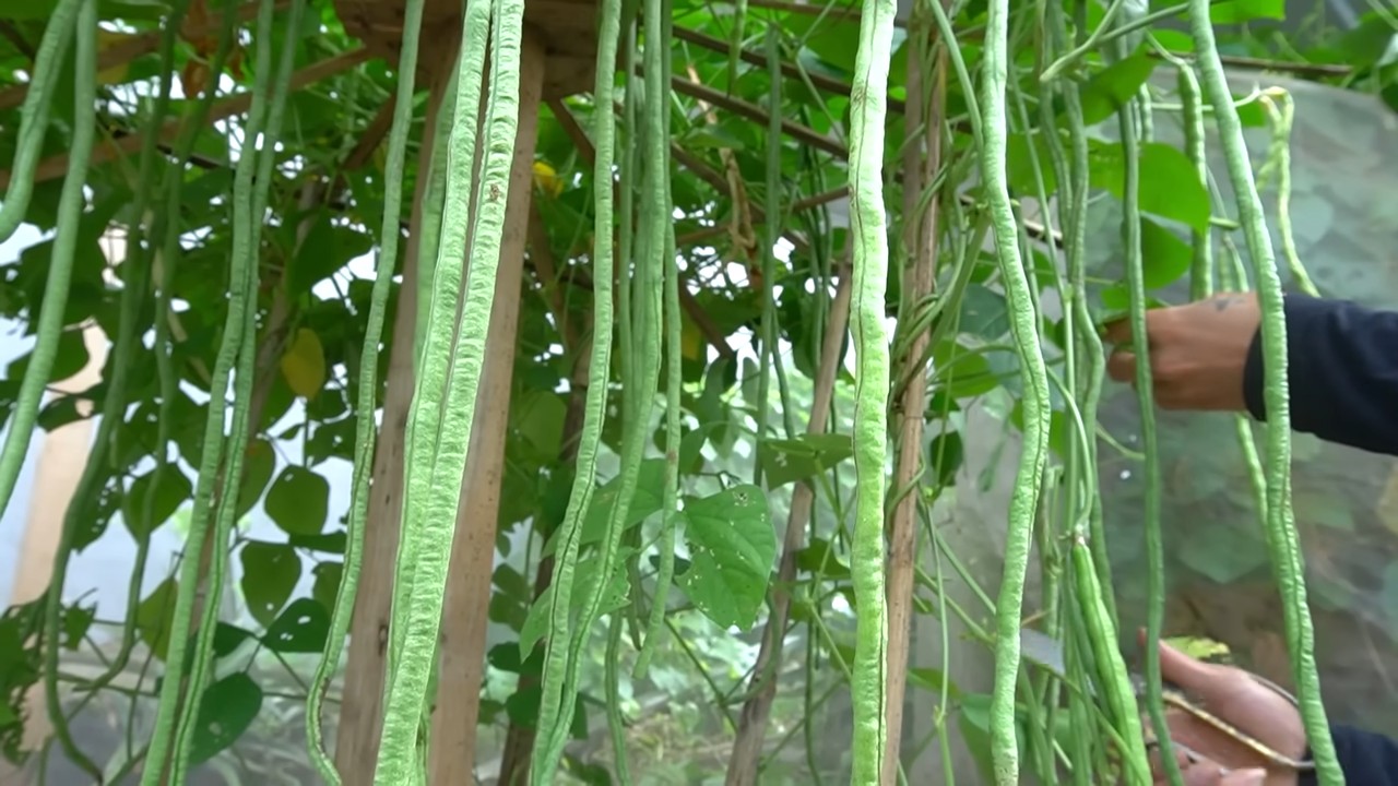 Grow Long Beans Successfully