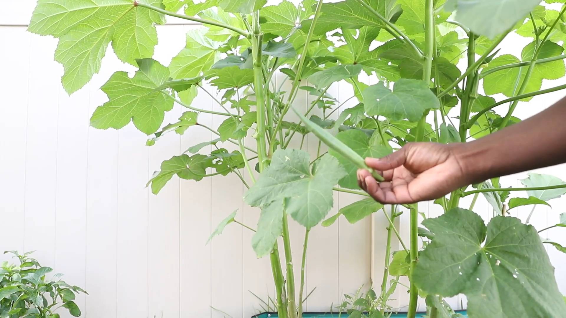 Growing Okra at Home