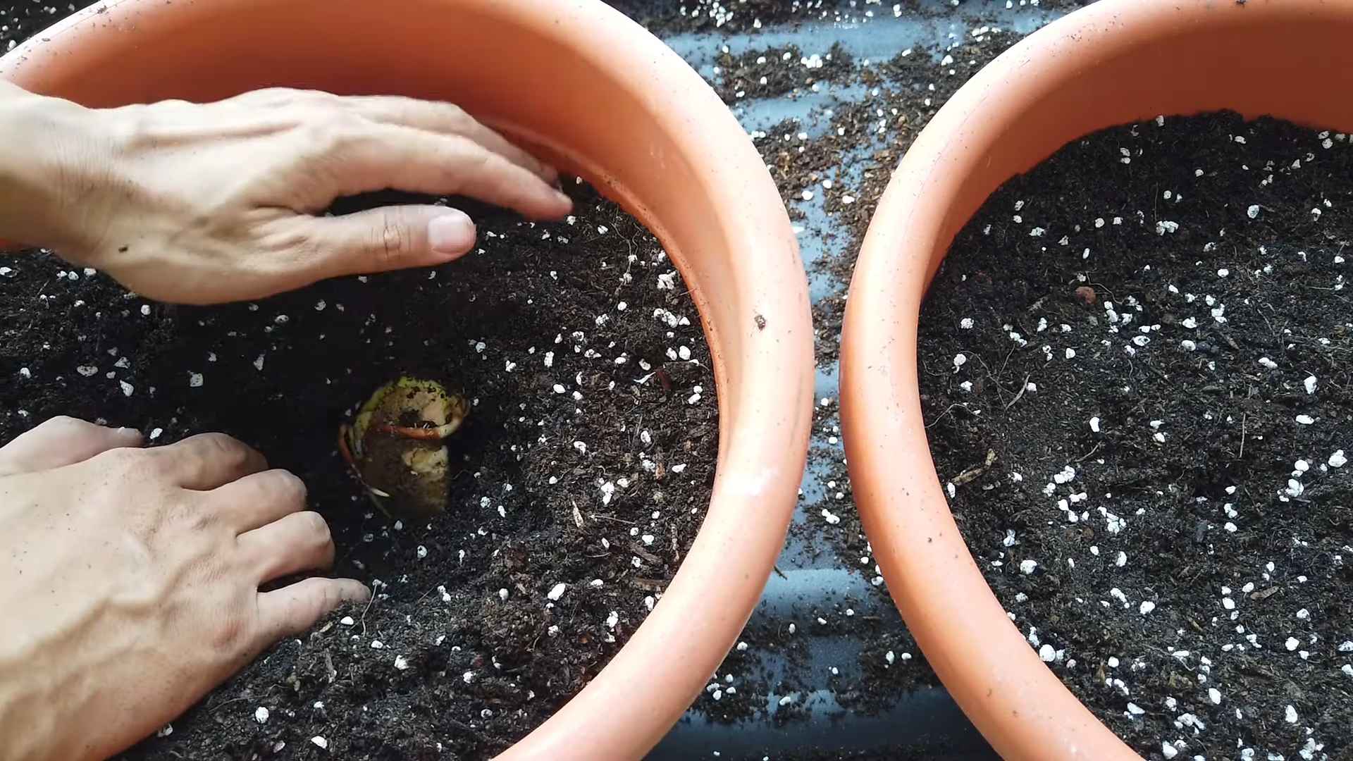 Grow Mango Tree from Seed