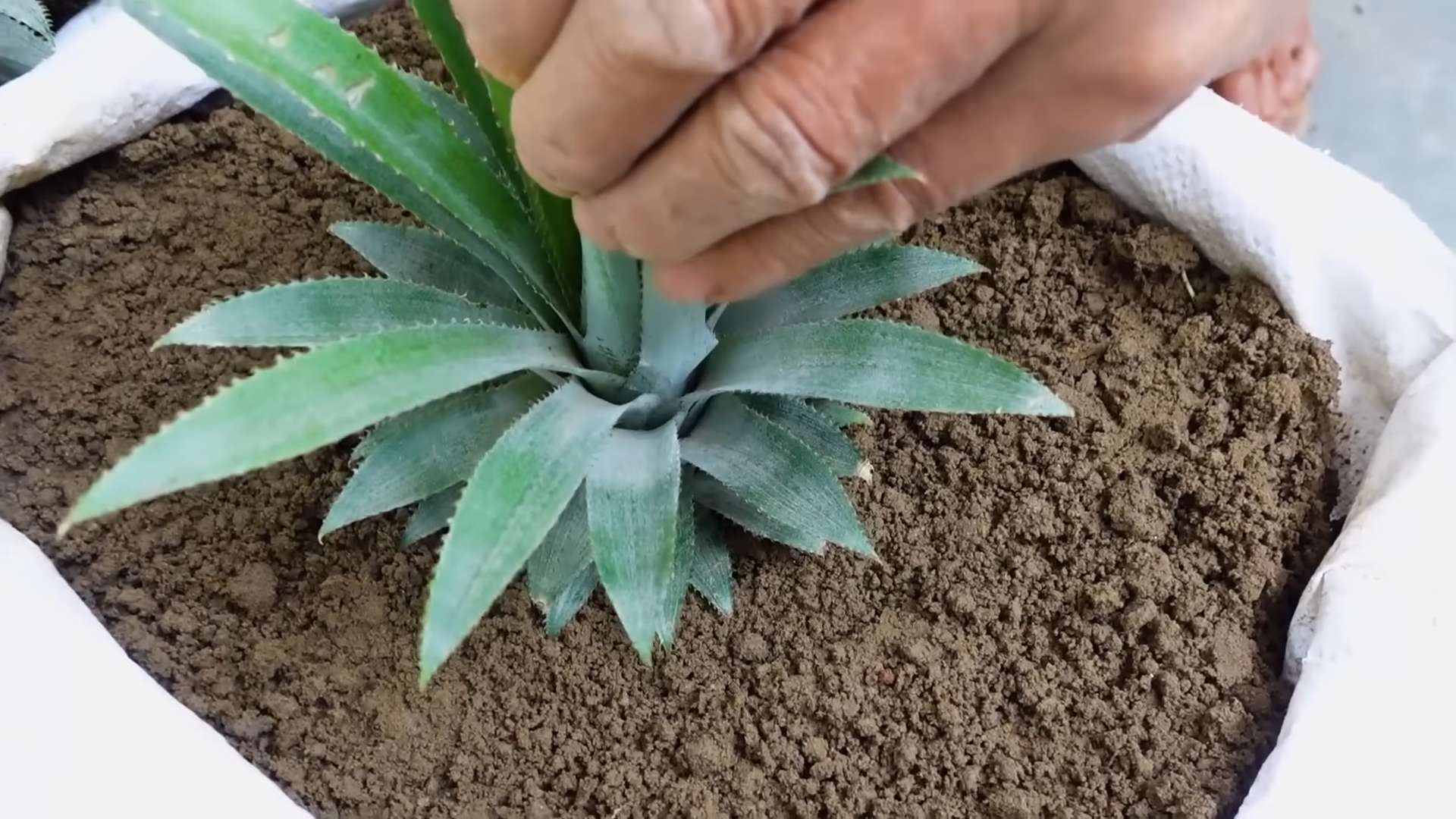 Grow giant pineapples at home