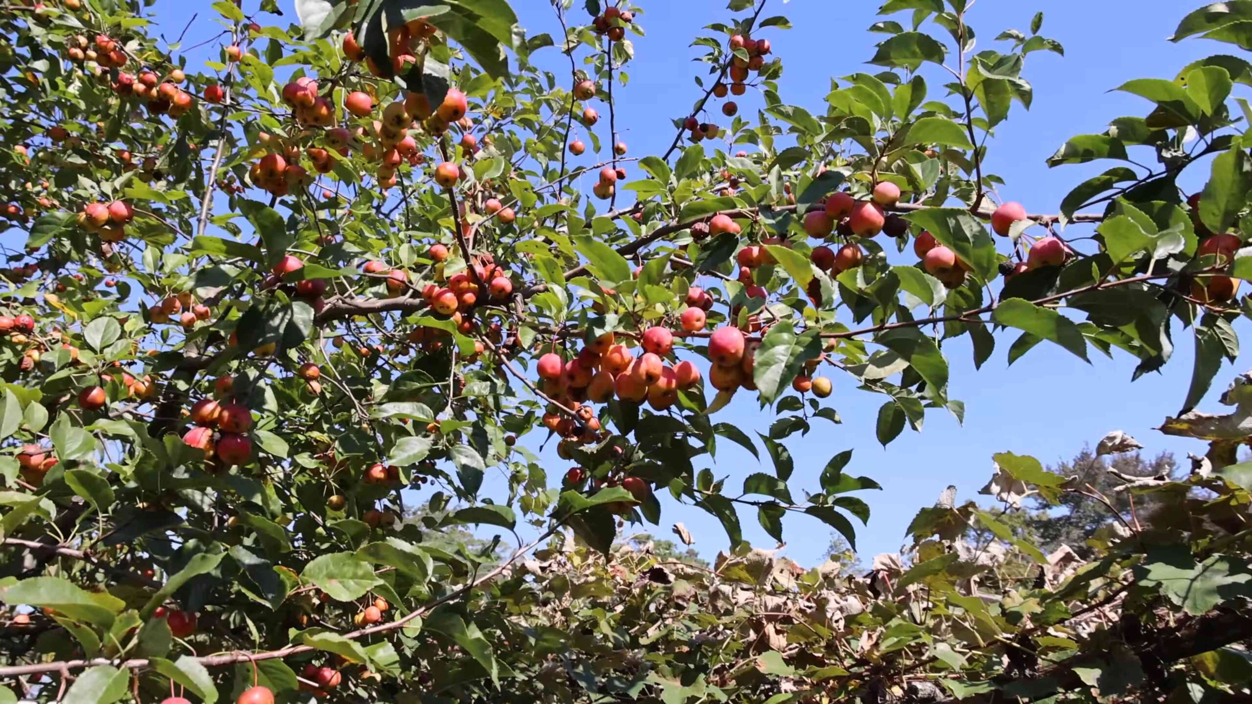 Grow apple tree from seed