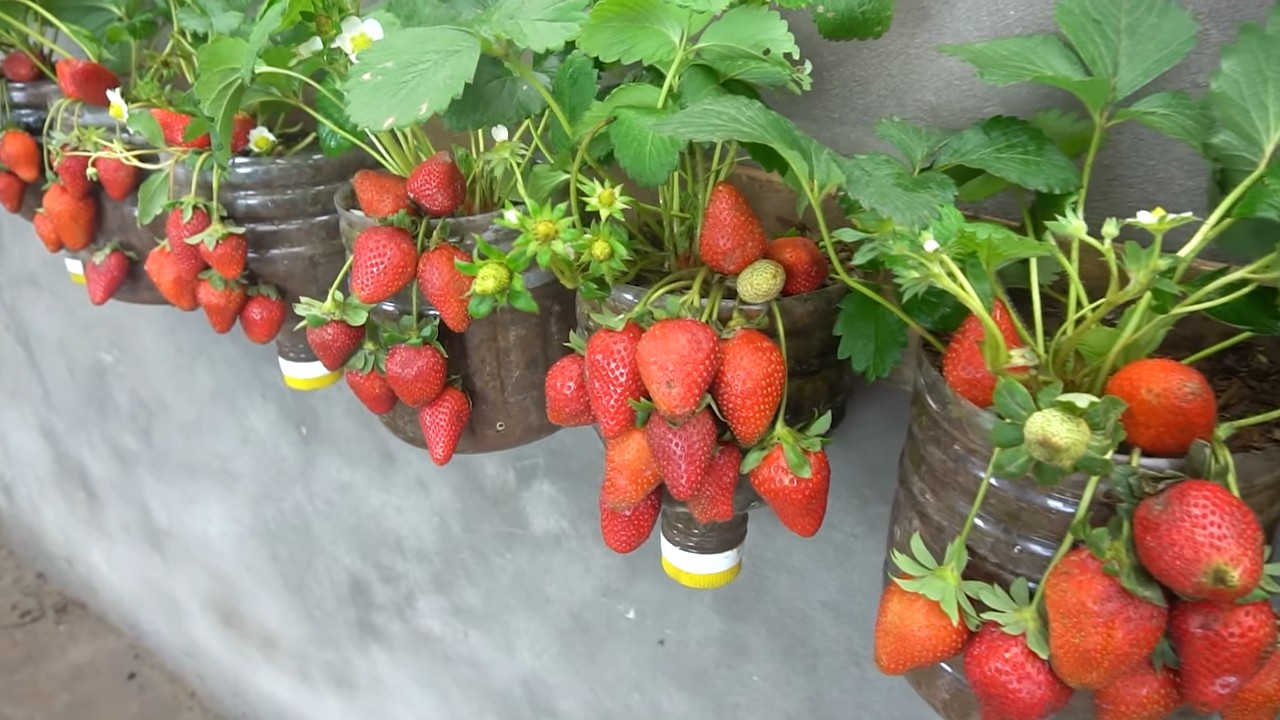 DIY strawberry growing