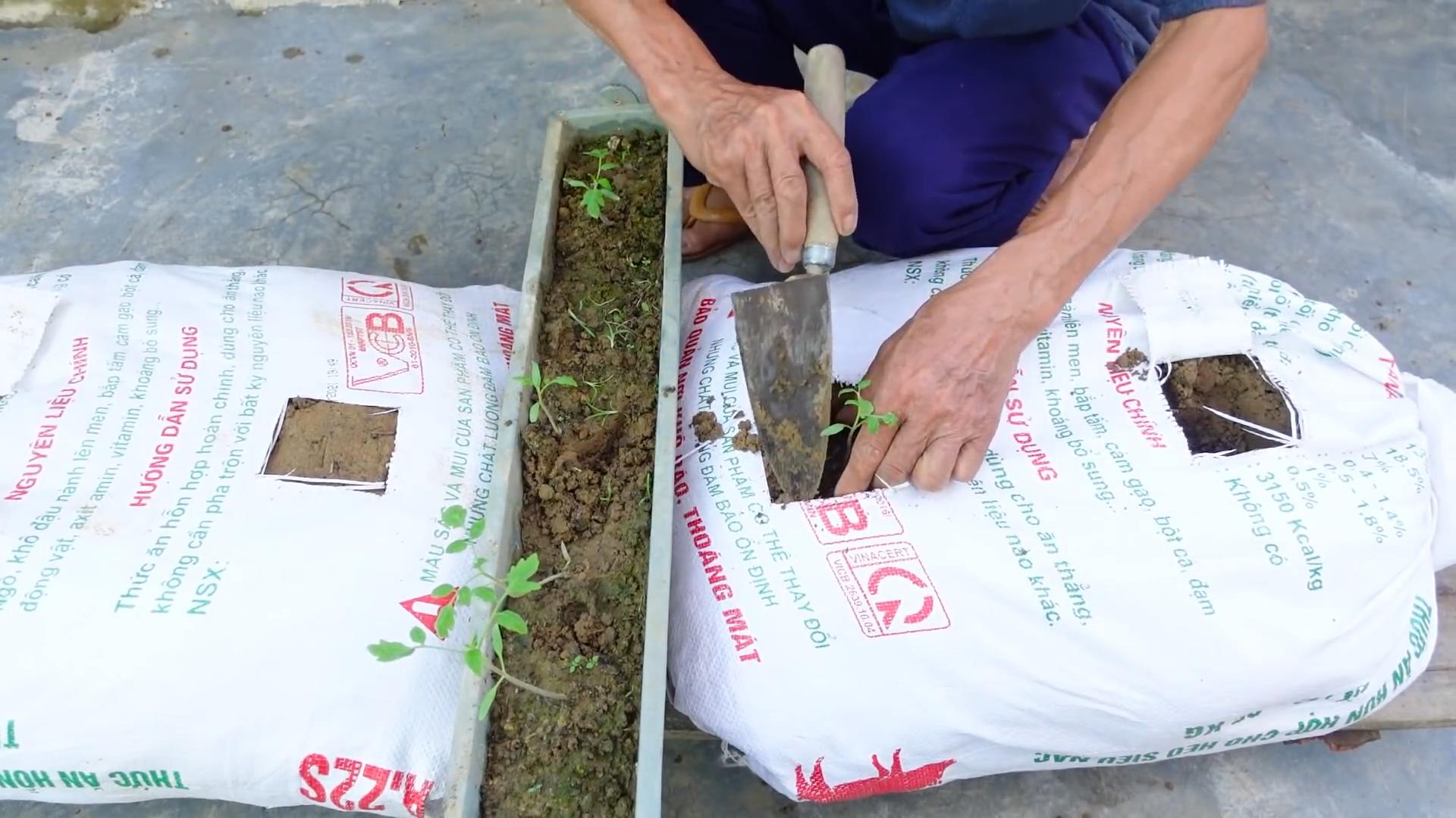 DIY tomato garden ideas
