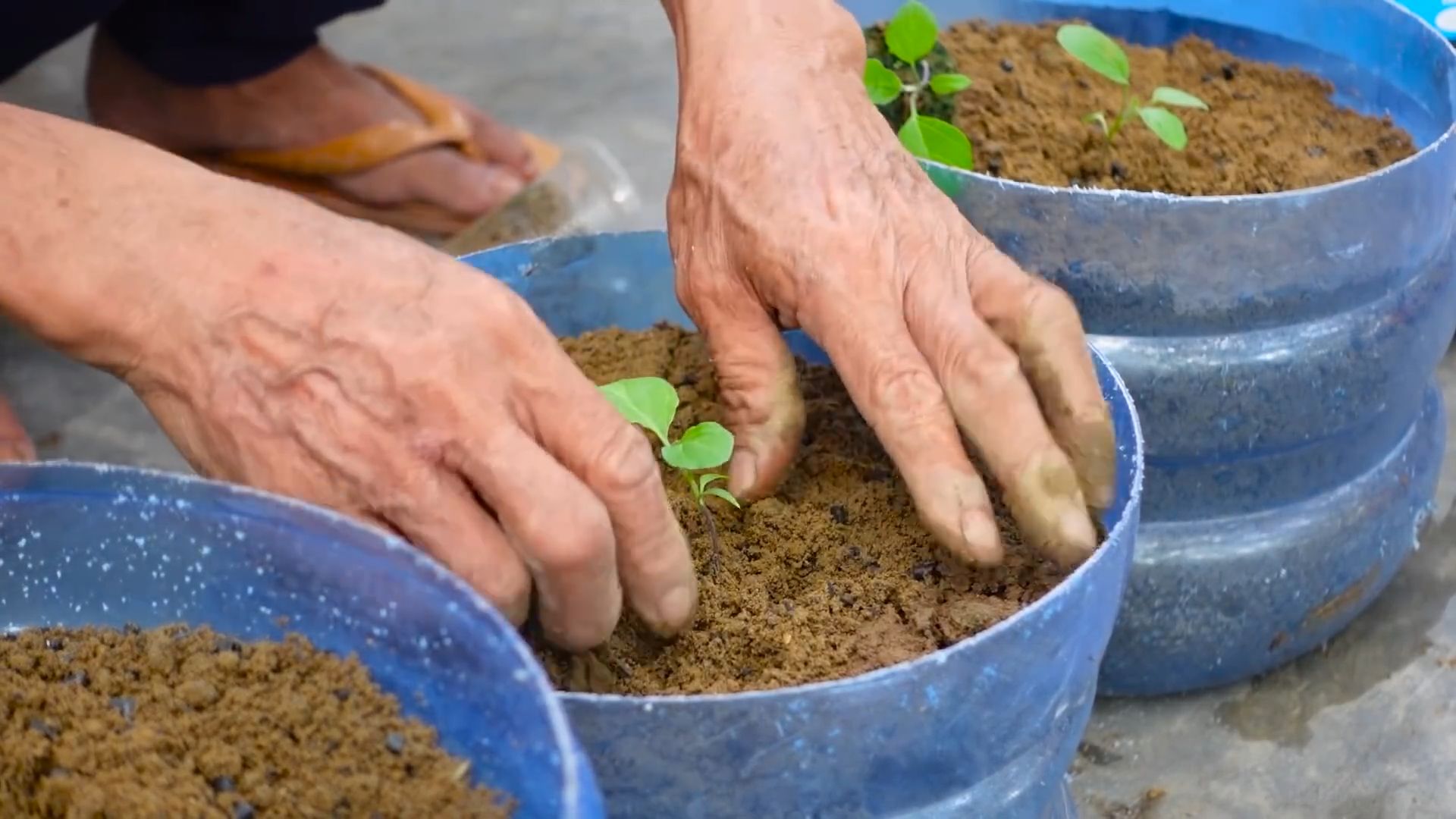 Gardenless Fruit Plants
