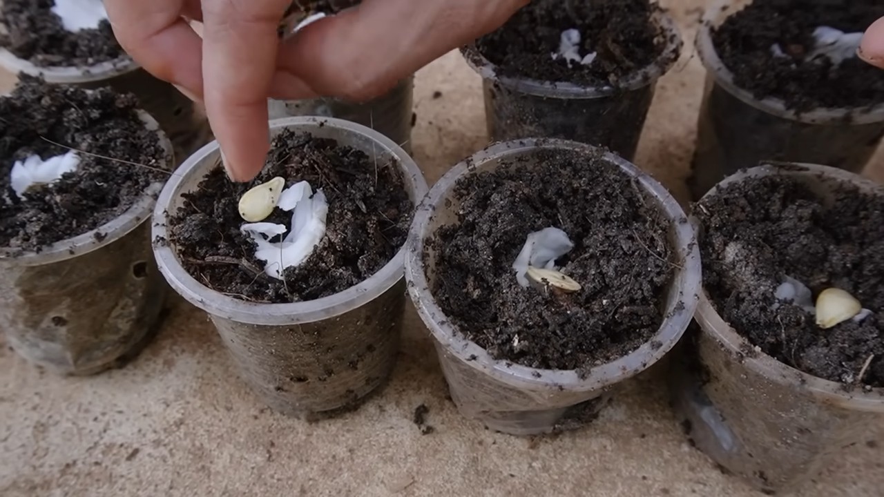 Growing pumpkins and squash