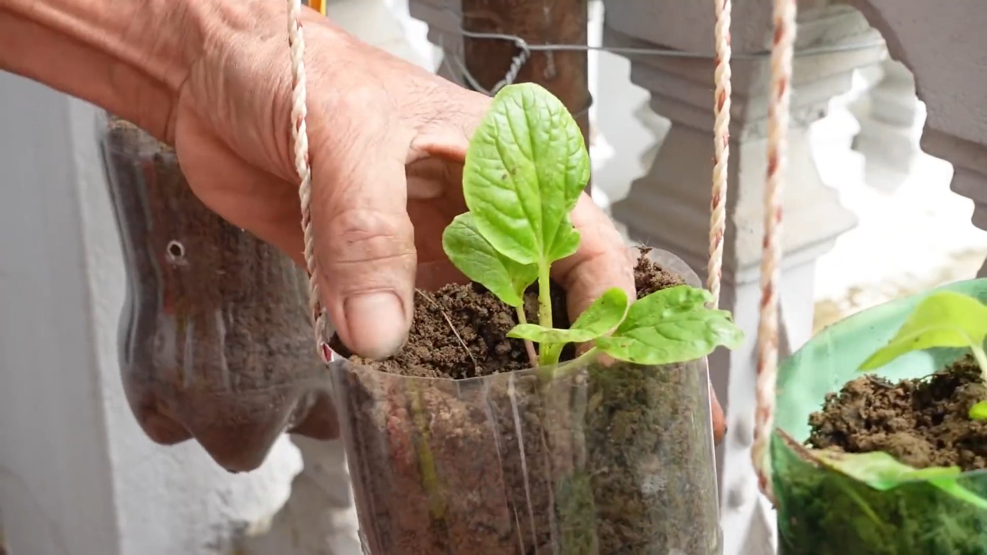 Balcony vegetable garden hanging