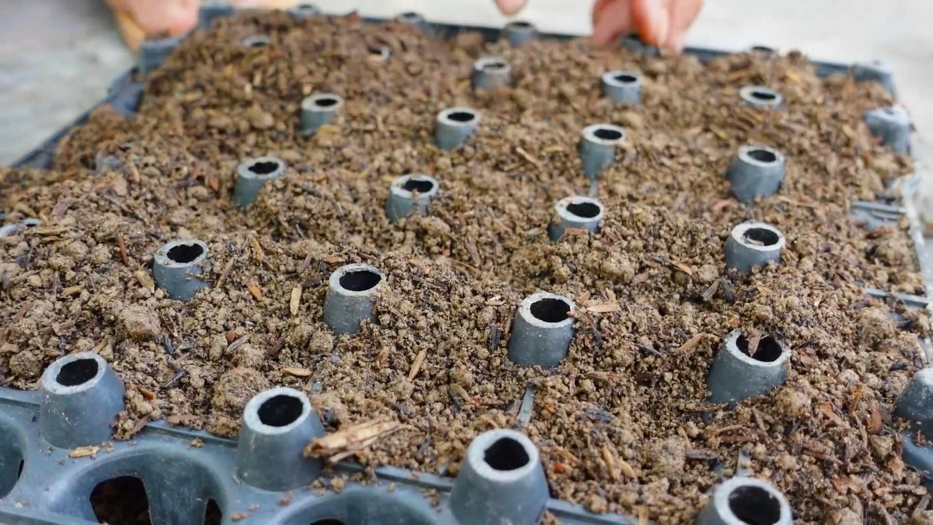 Growing Mustard Greens Bottles