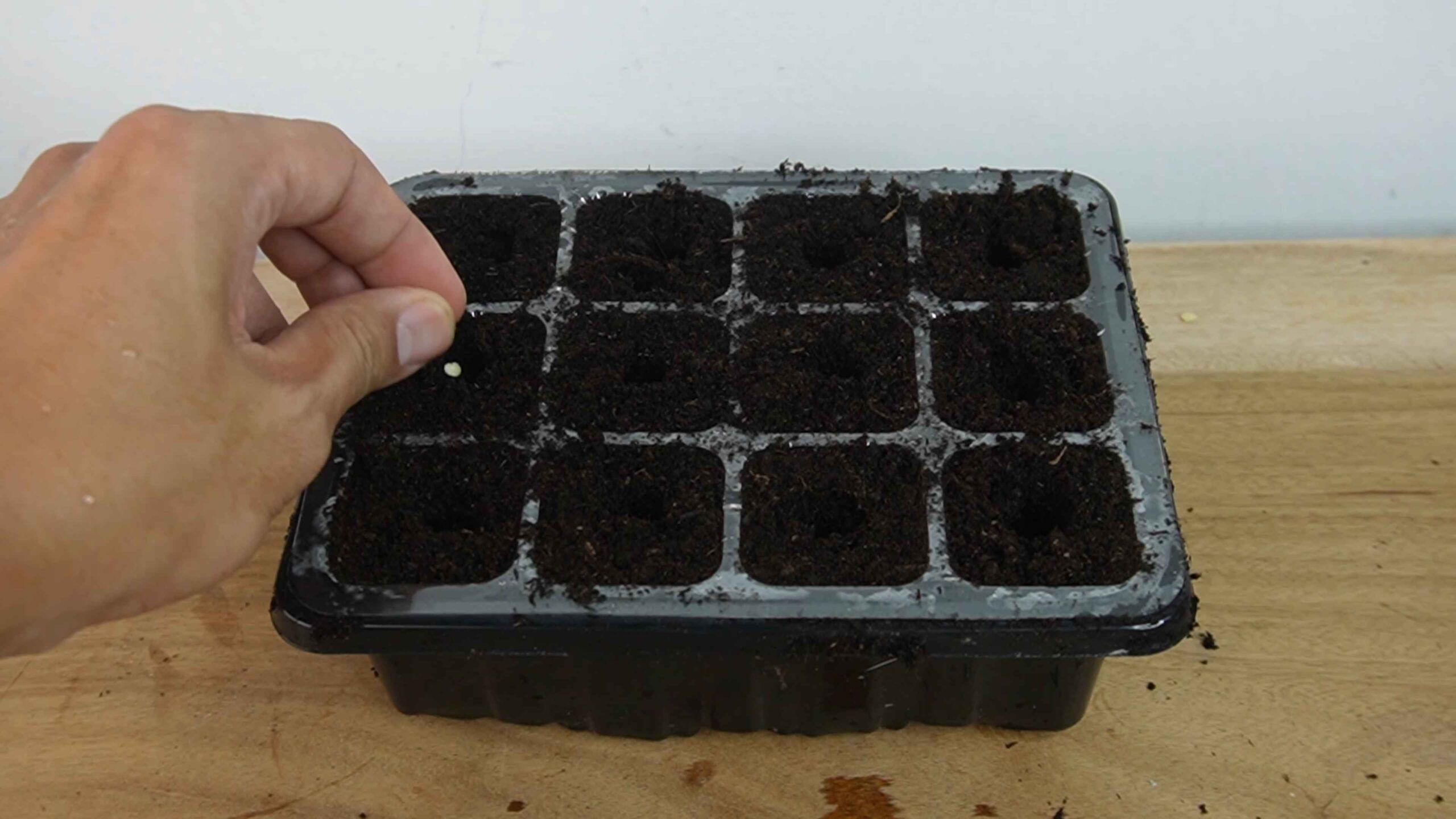 Grow Bell Peppers Easily