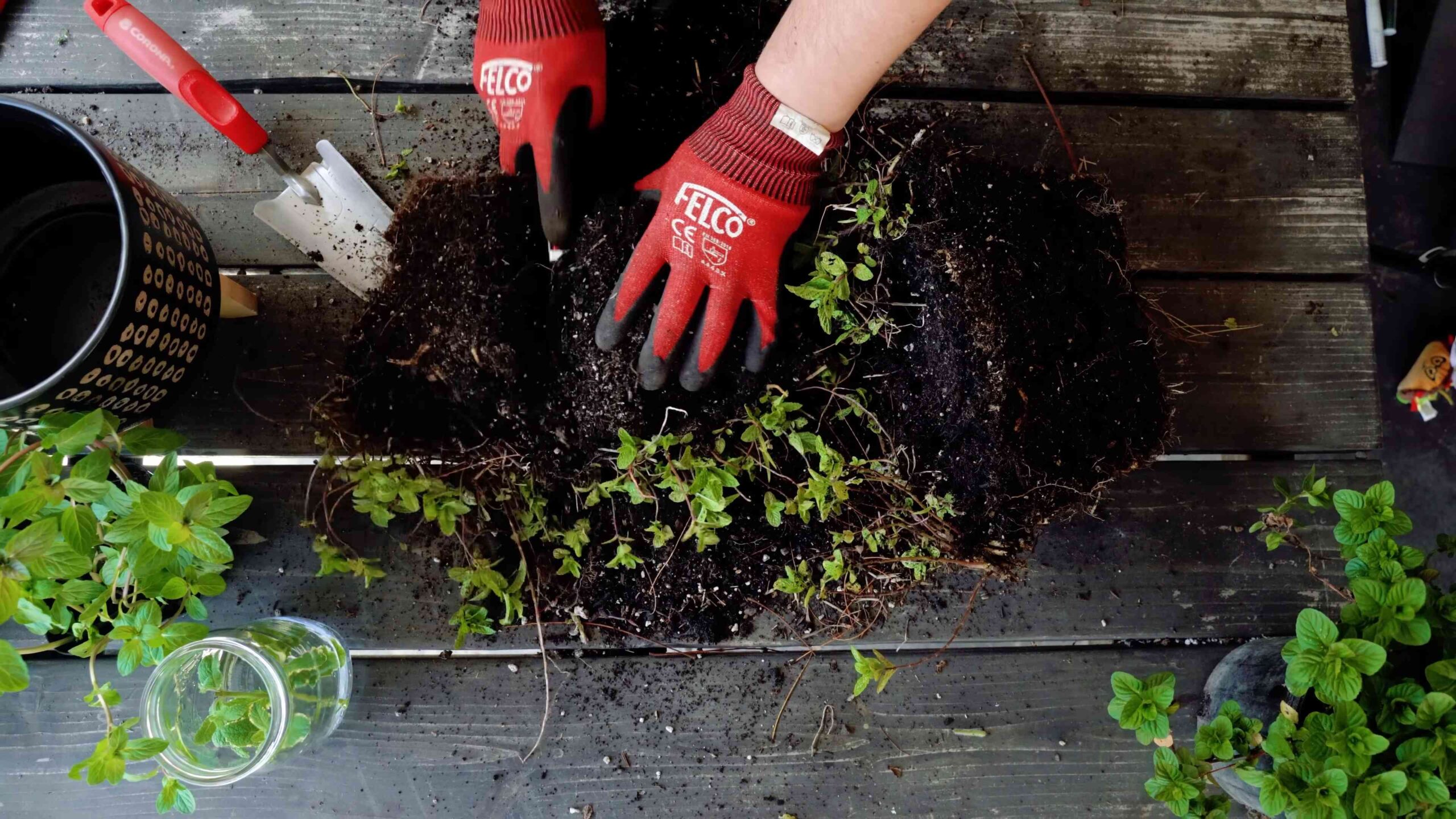 Growing Mint at Home