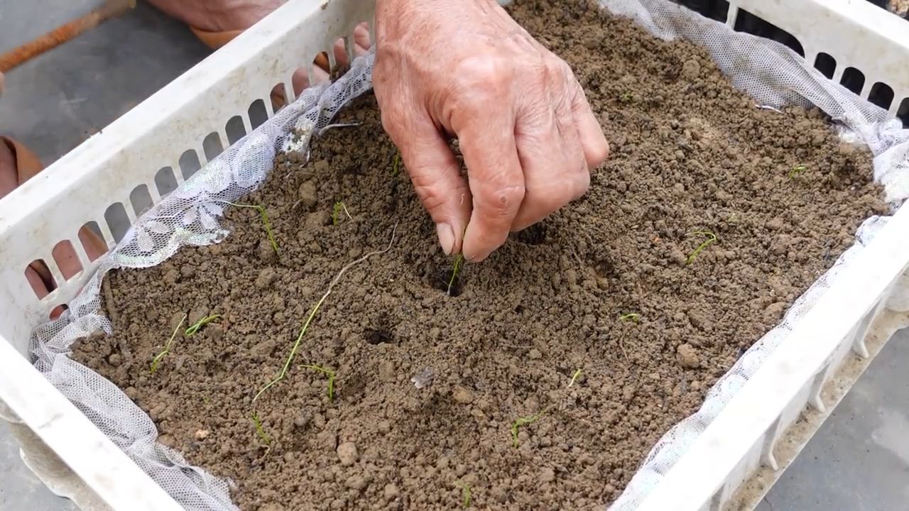 Growing Leeks at Home