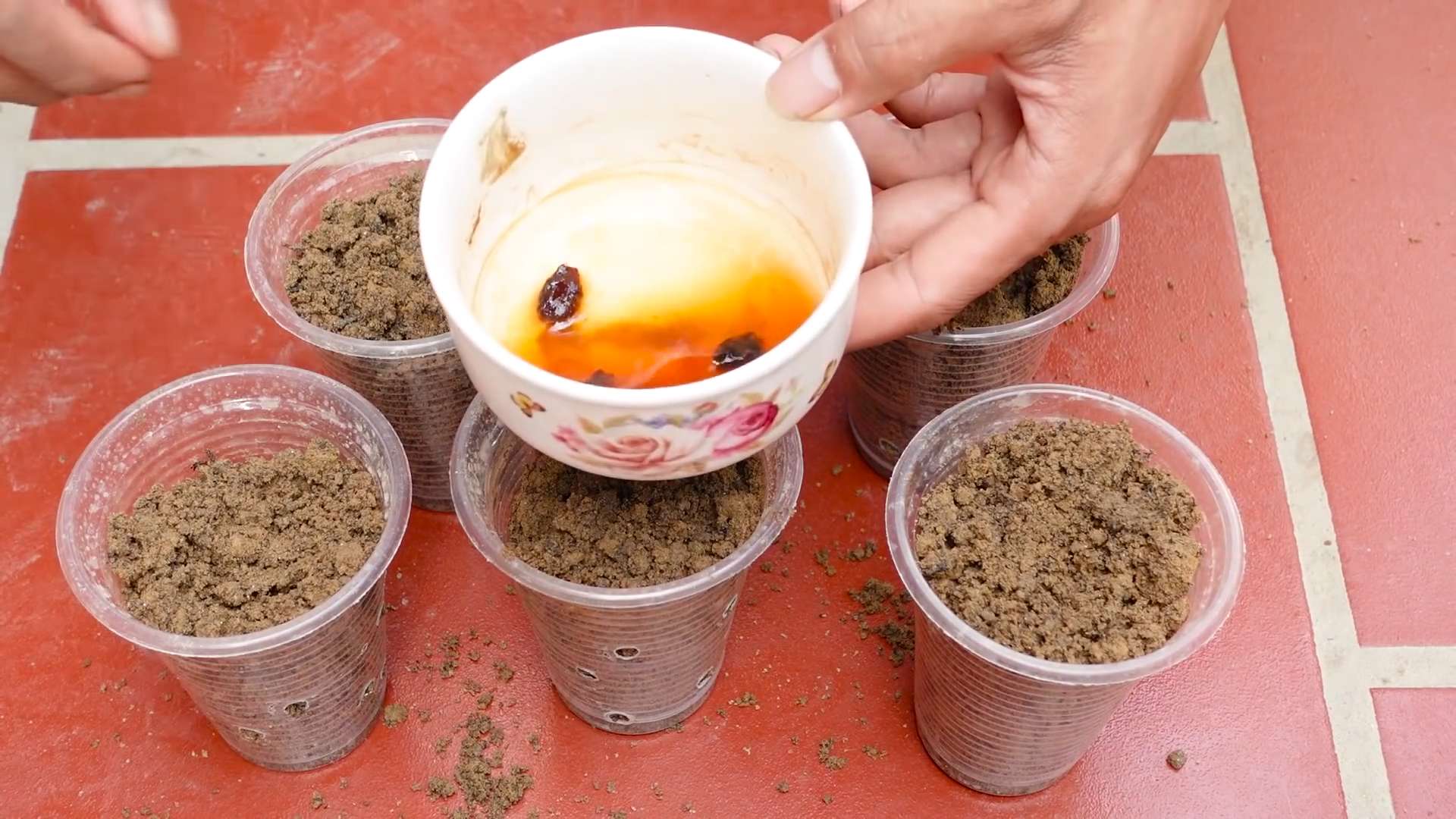 Grow Japanese Melons at Home