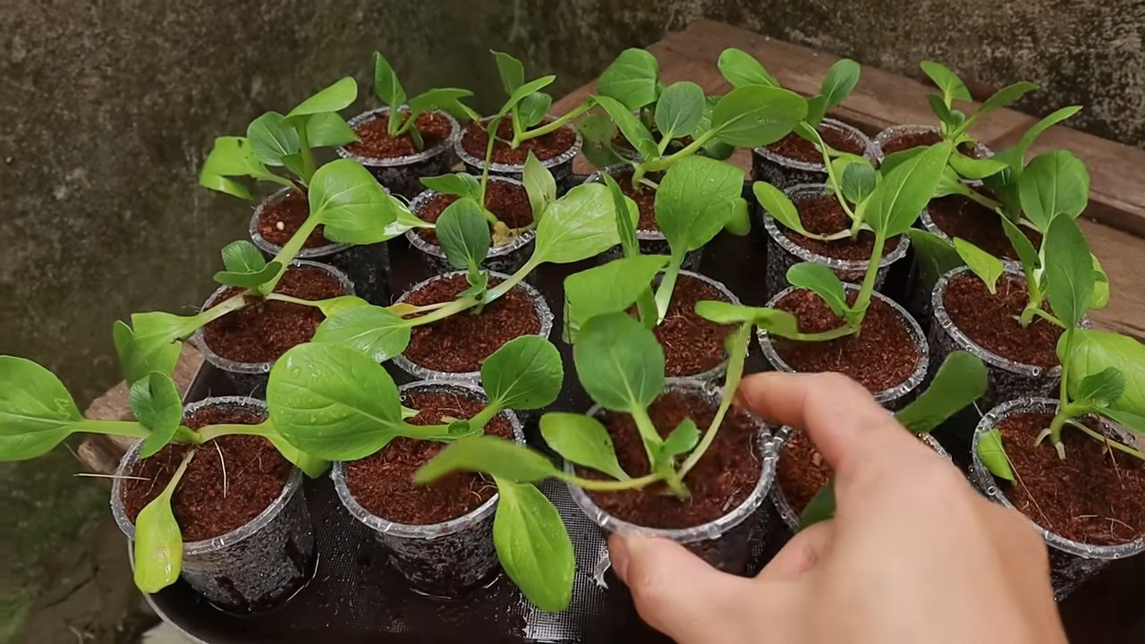 DIY hydroponic vegetable garden