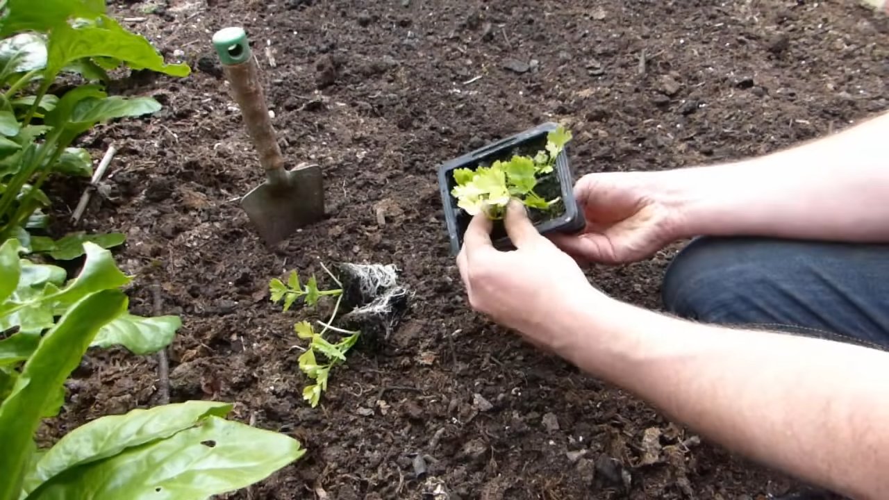 Grow Celery at Home