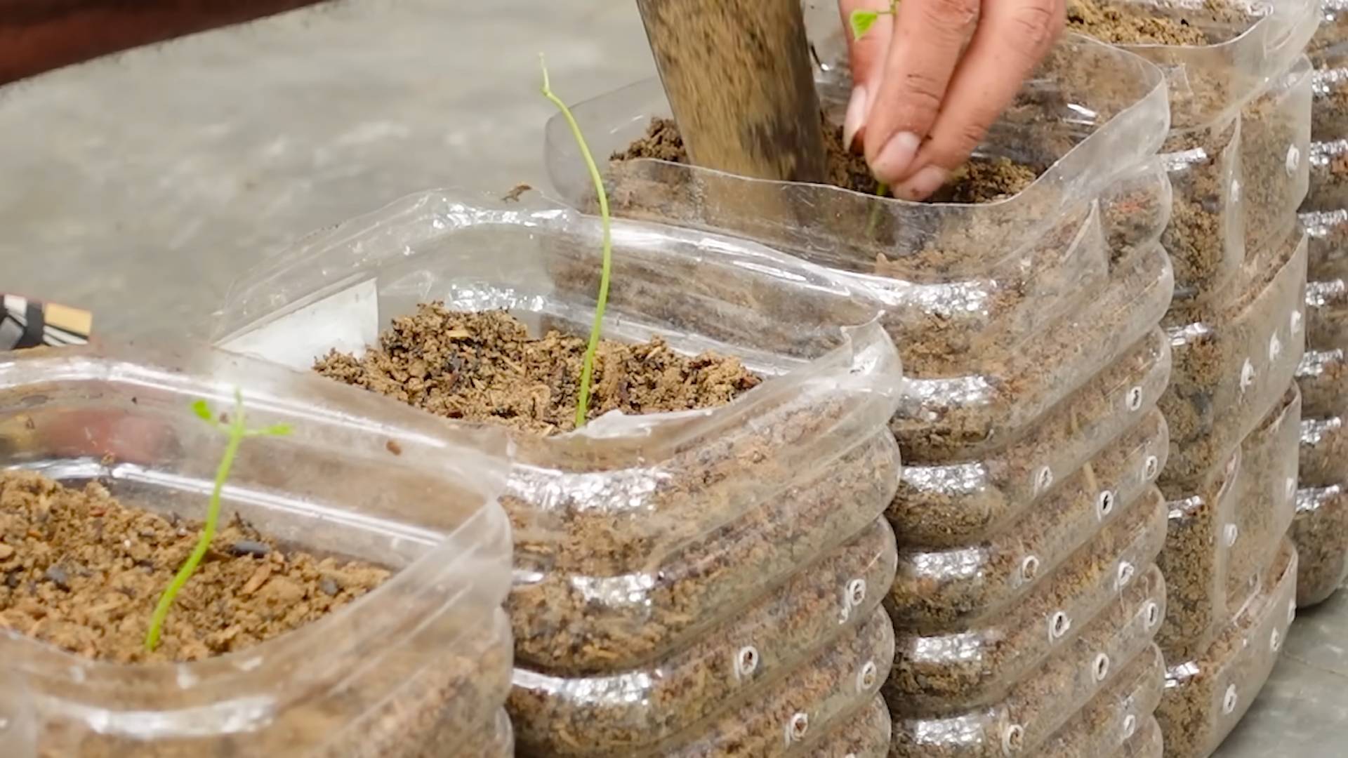 Grow Jicama at Home