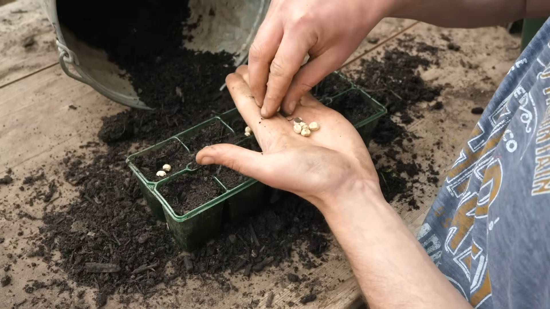 Growing Peas at Home
