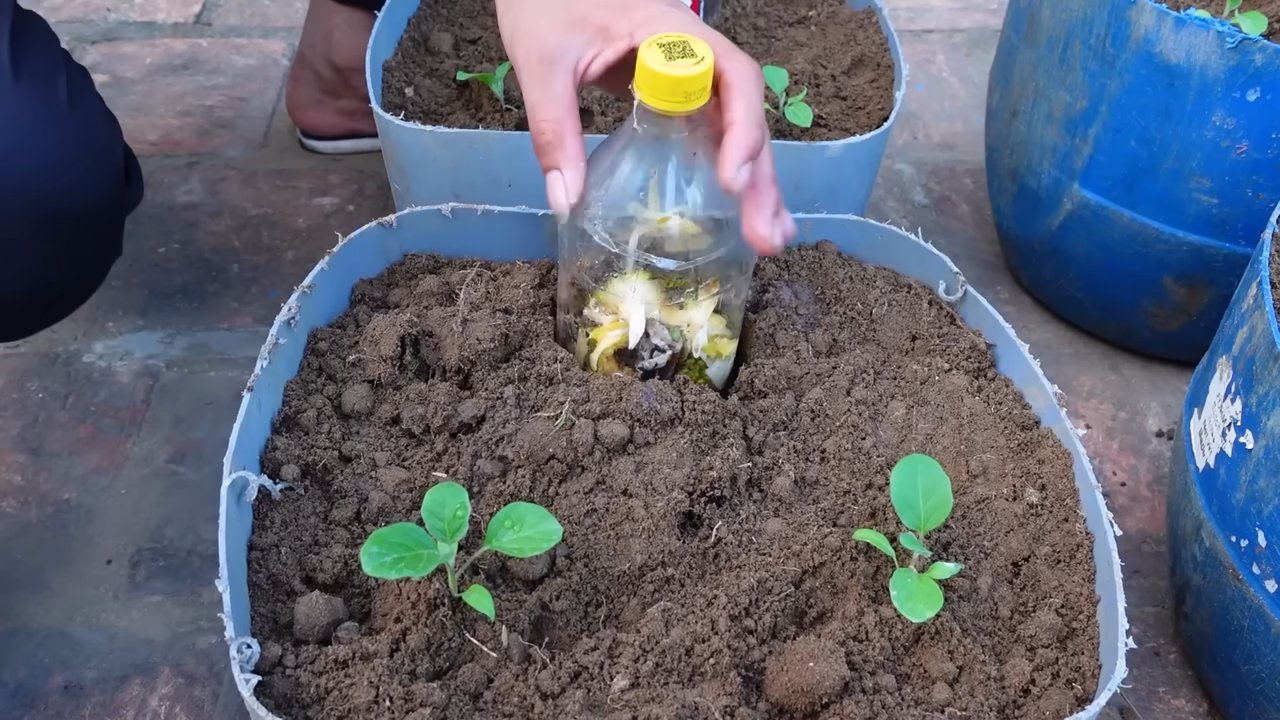 Grow Eggplants for Maximum Yield