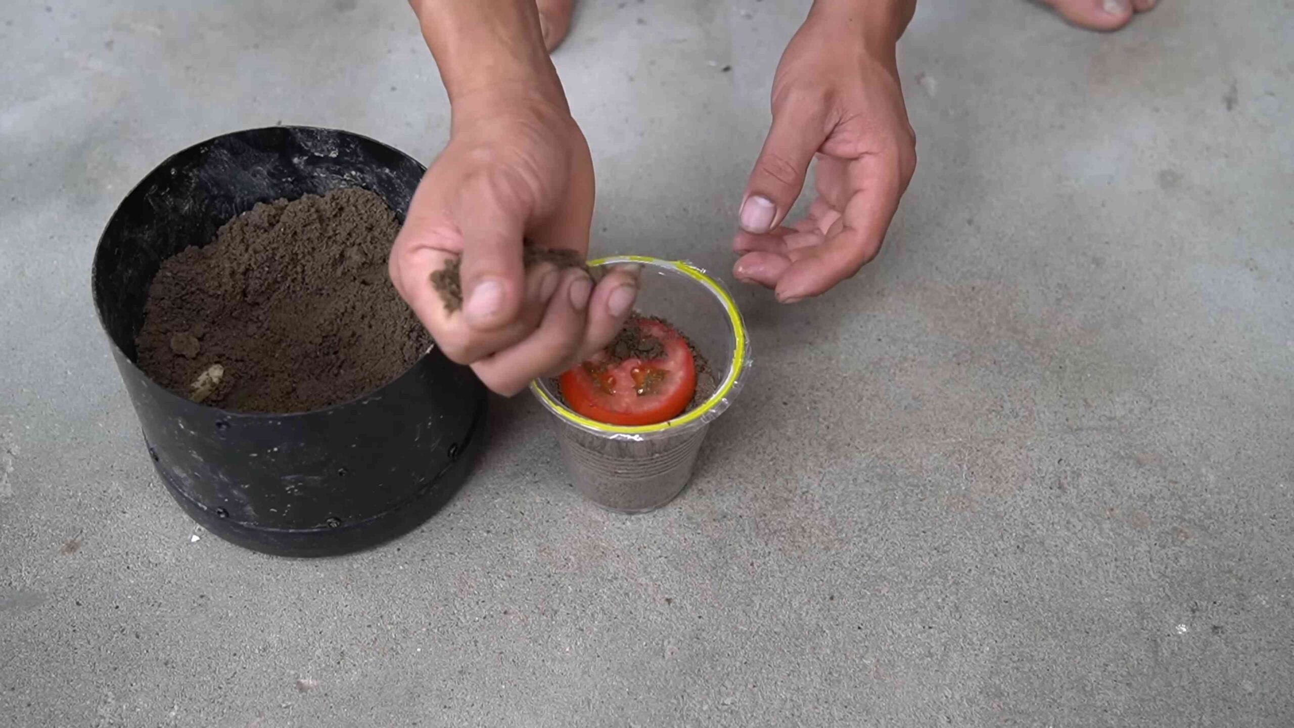 High Yield Tomatoes at Home
