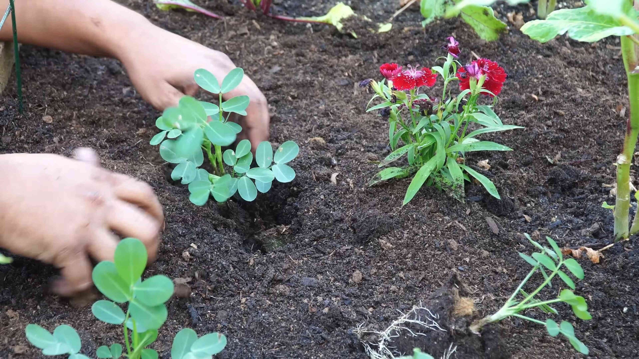 Growing peanuts at home