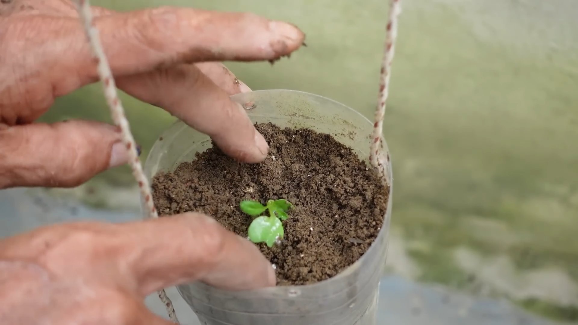 Grow Mibuna Cabbage at Home