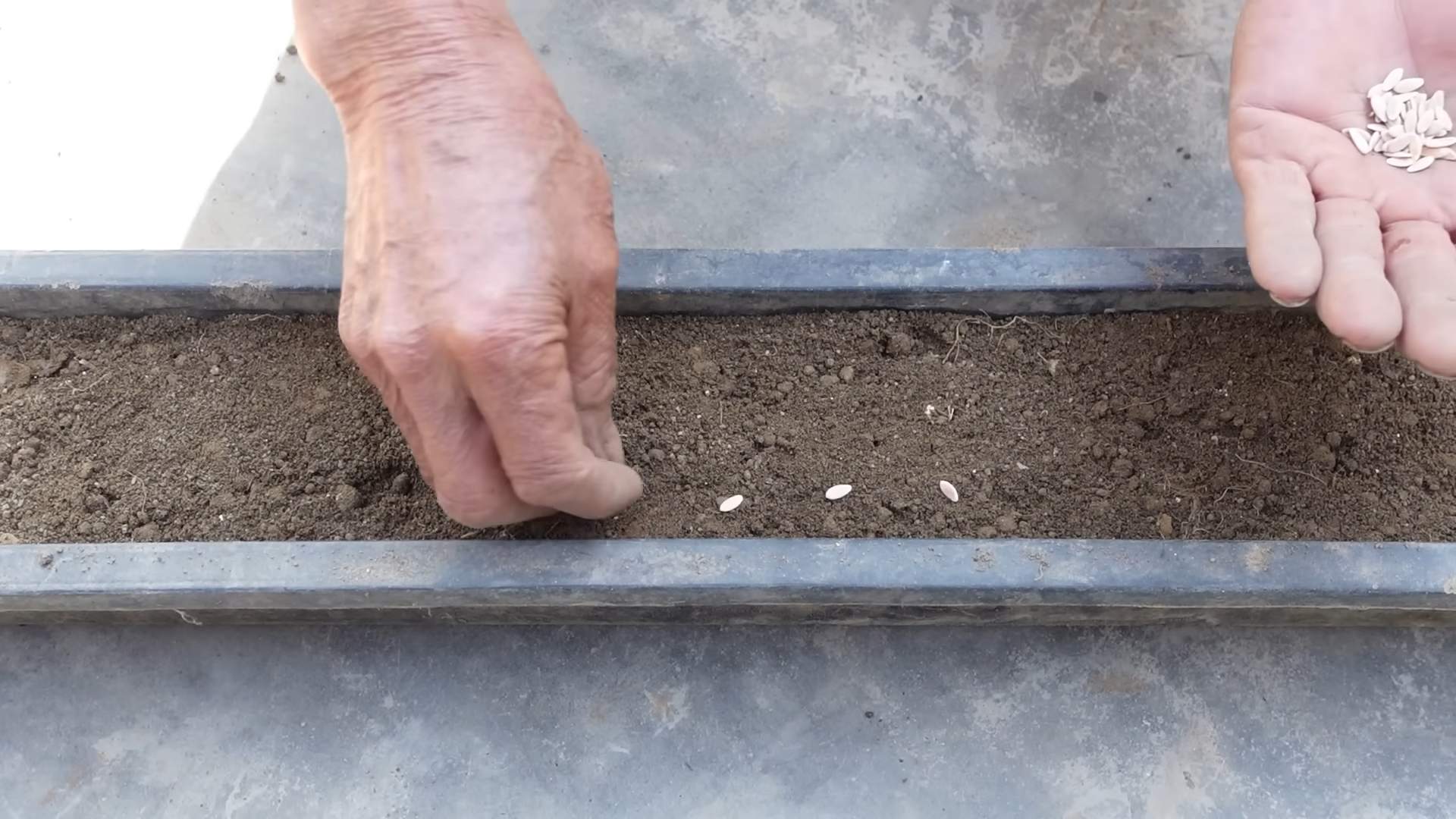 Grow cucumbers at home