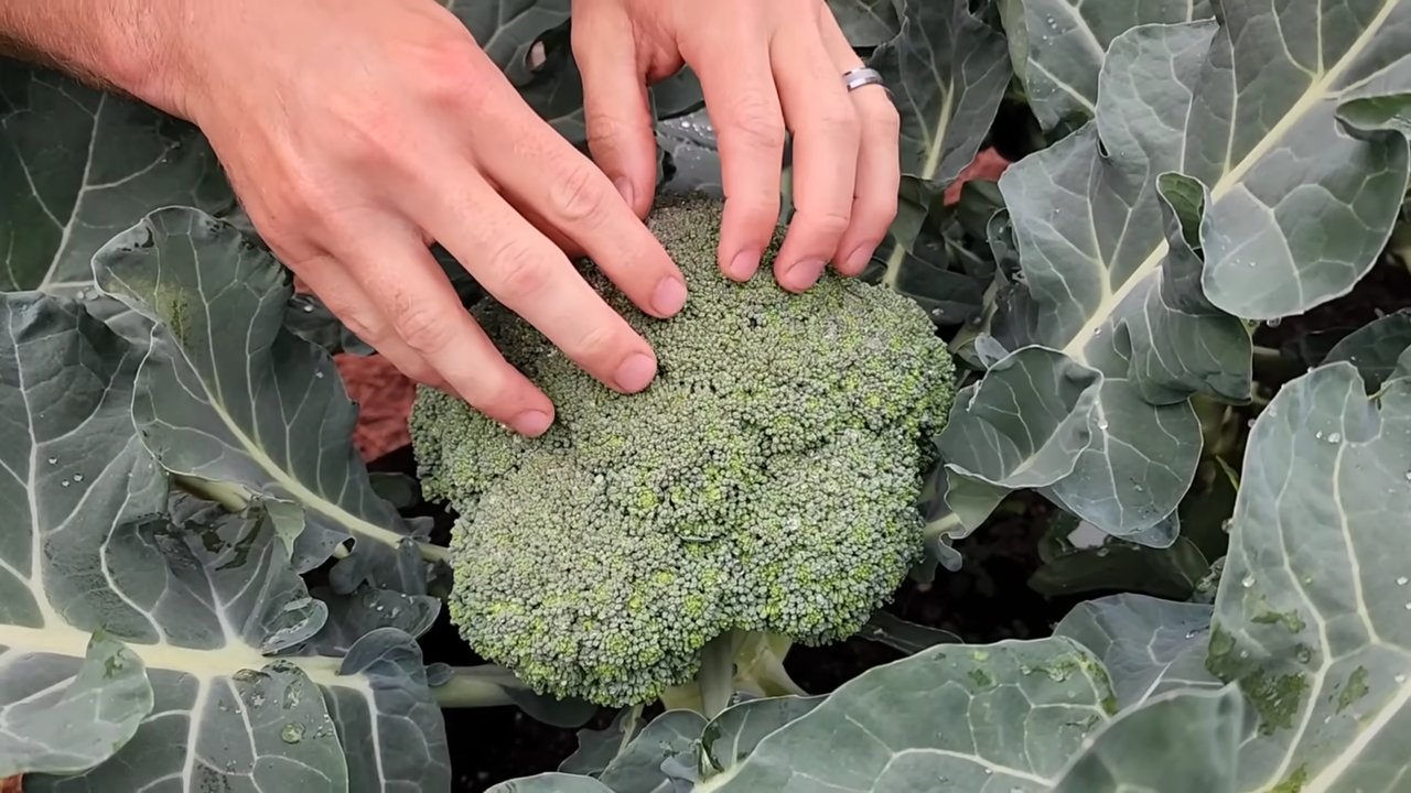 Net House Broccoli Growing