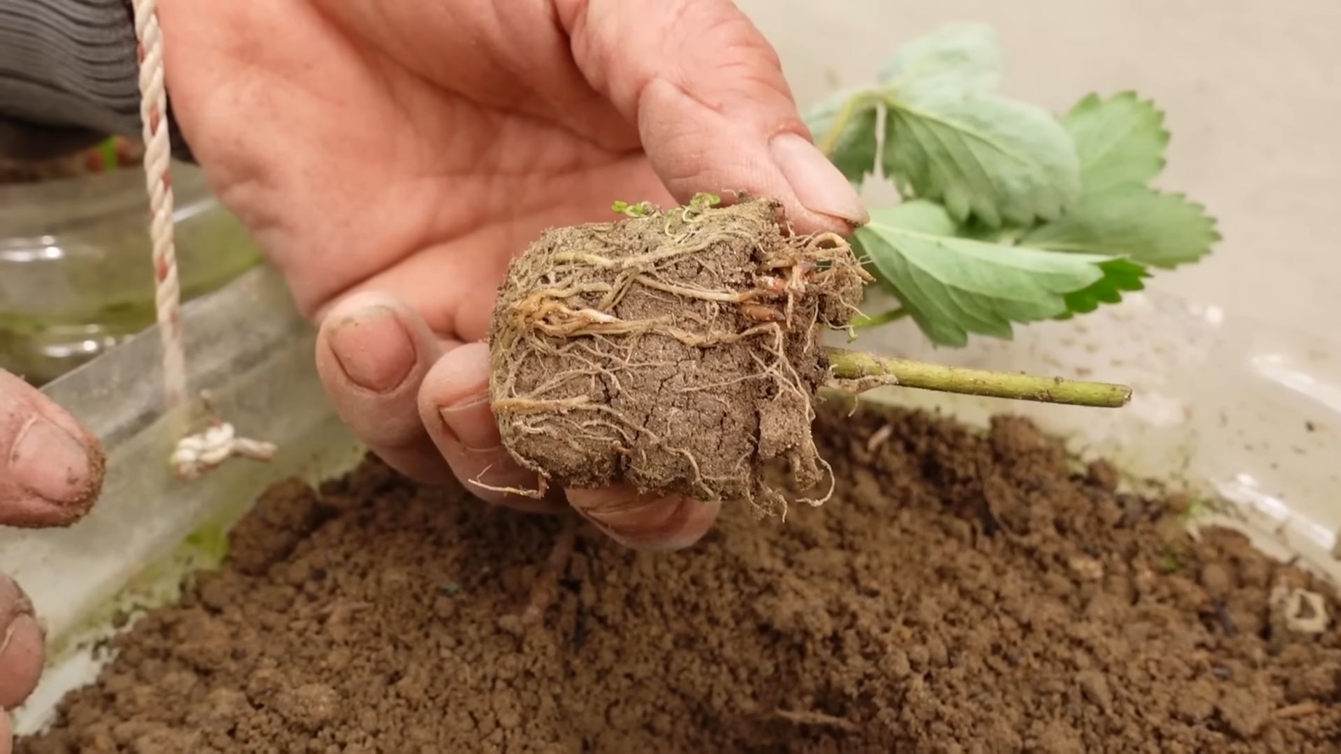 Growing Strawberries at Home