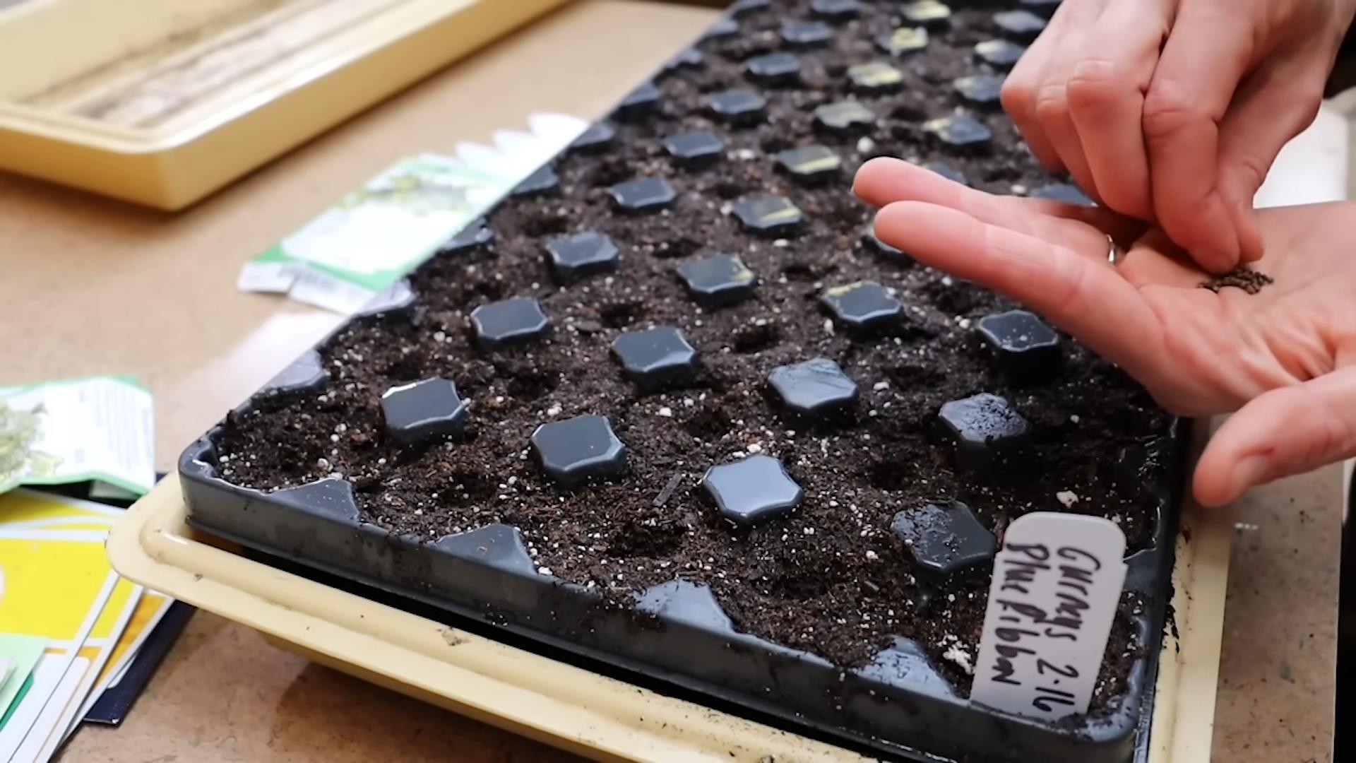 Growing Pointed Cabbage at Home