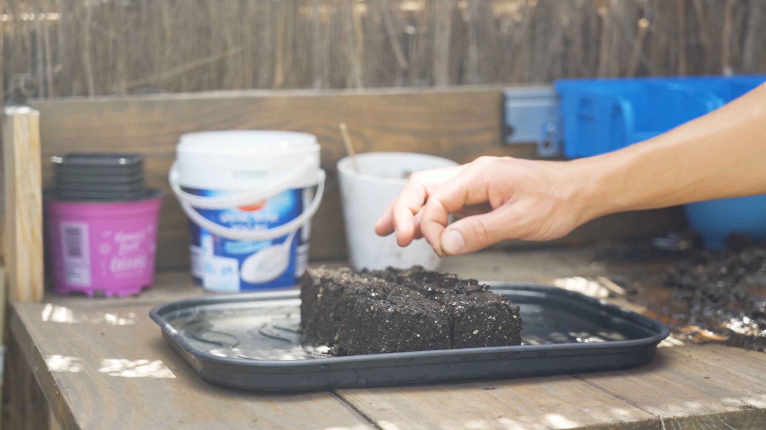 Growing pointed cabbage at home