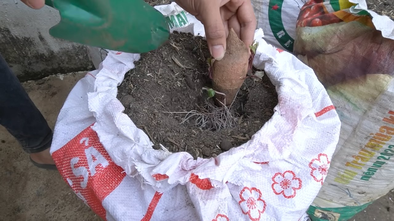 Sweet Potato Soil Bag Growing