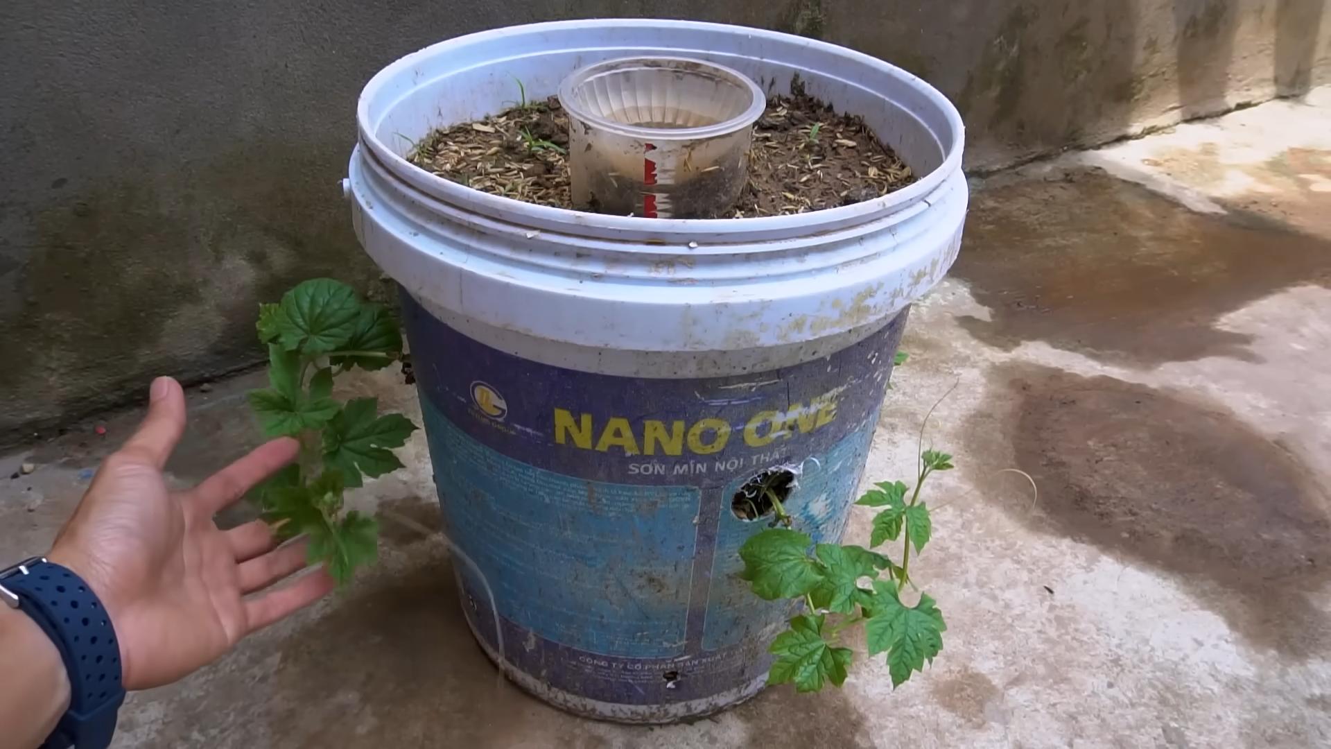 Planting Bitter Gourd