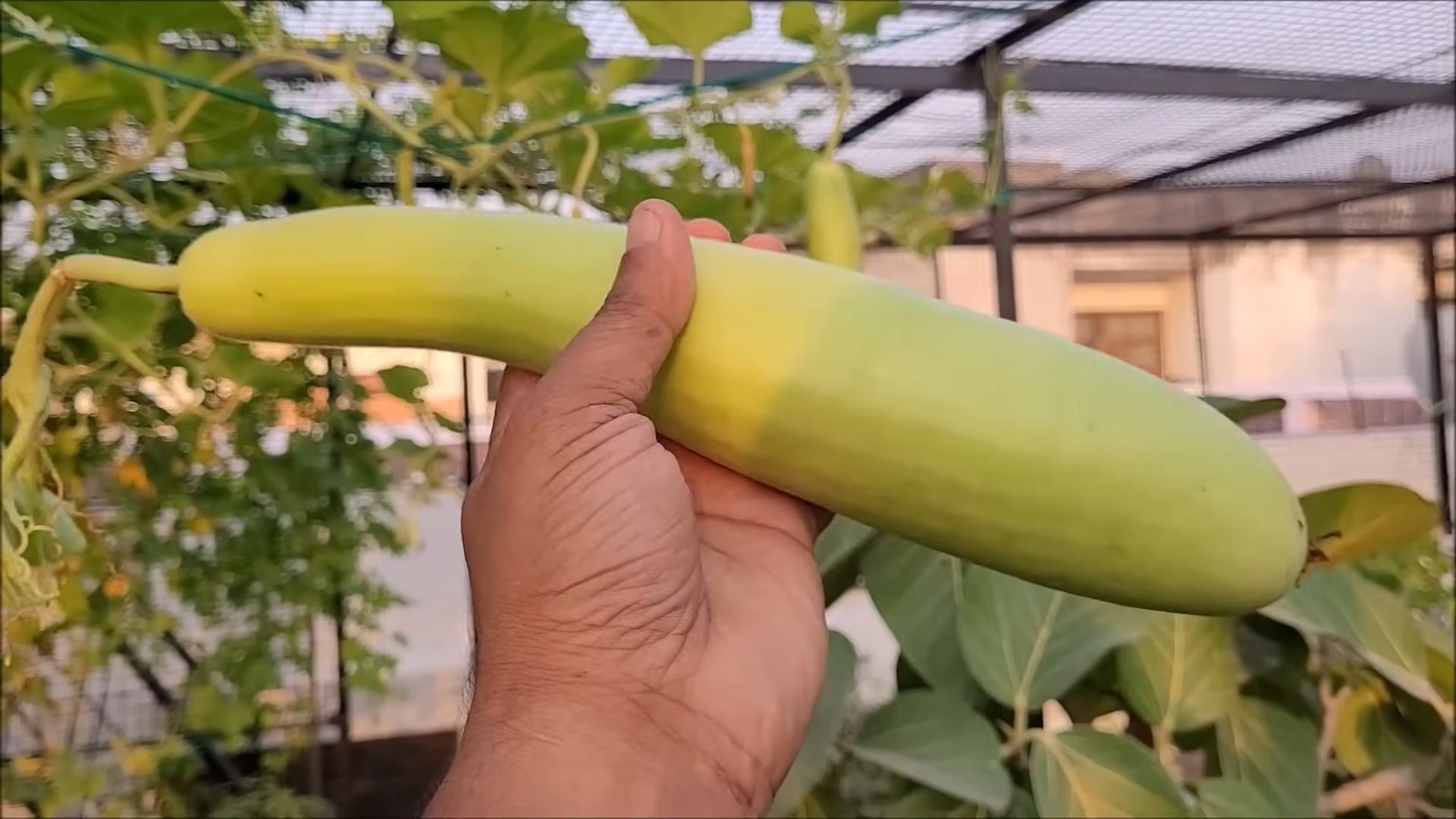 Growing bottle gourd in small spaces