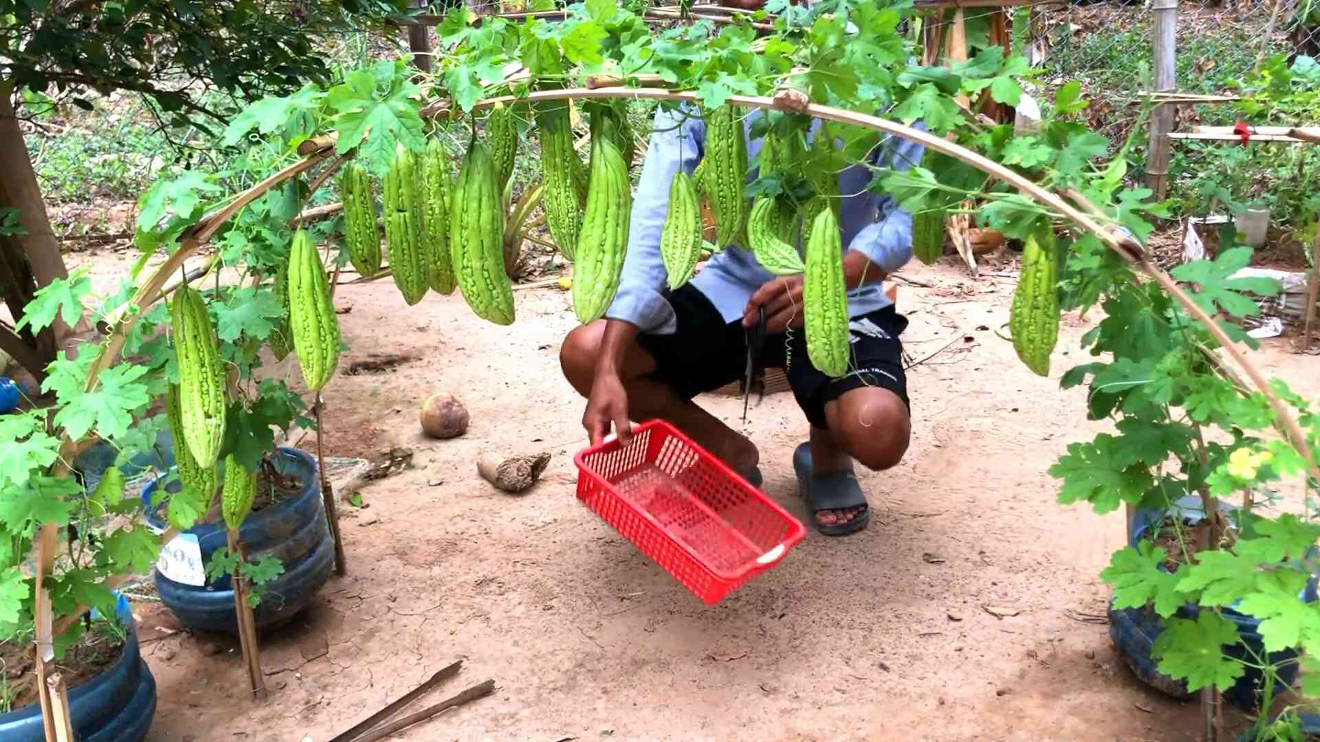 Growing Bitter Melon at Home