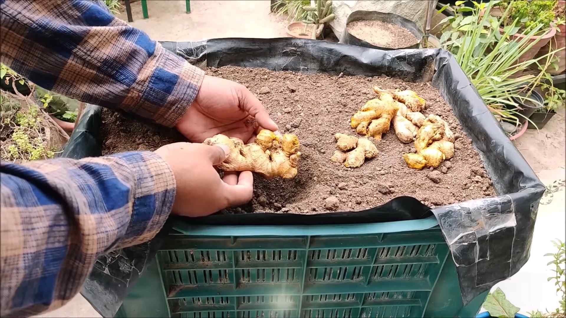 Grow Ginger at Home