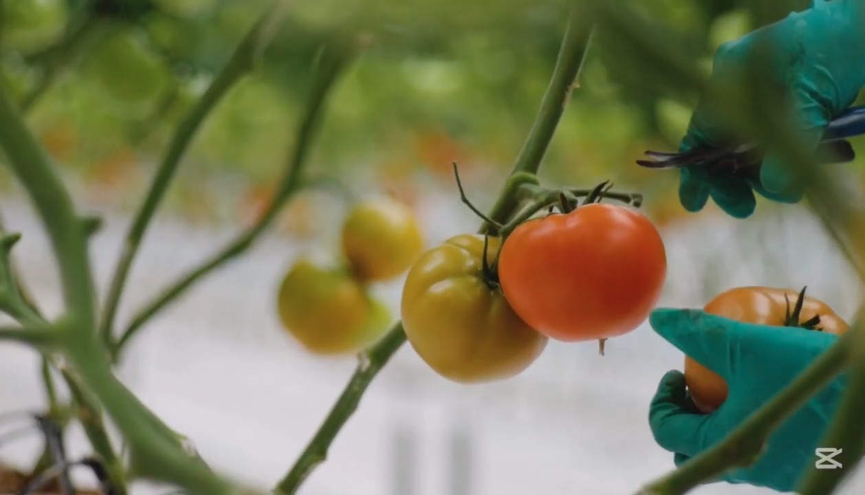 Growing Tomatoes Small Spaces