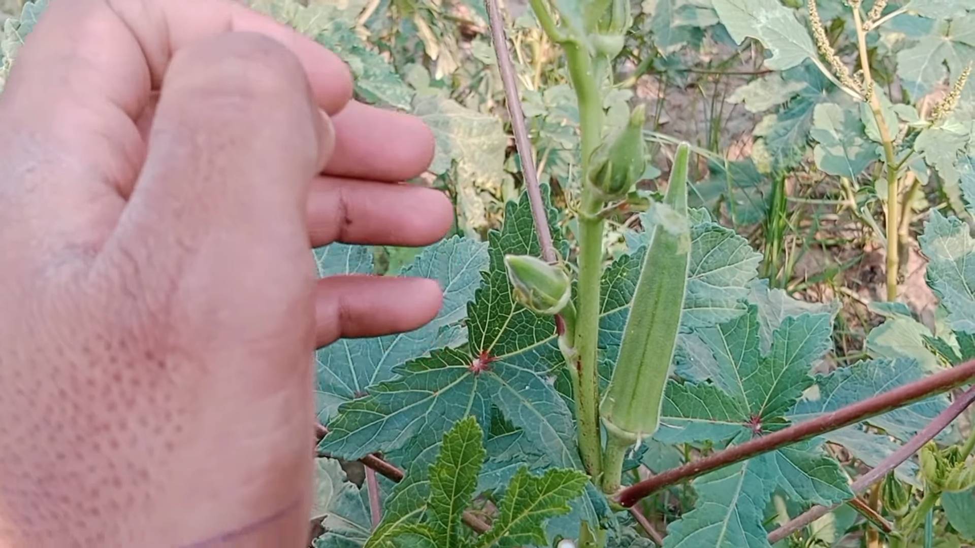 Grow Okra Successfully