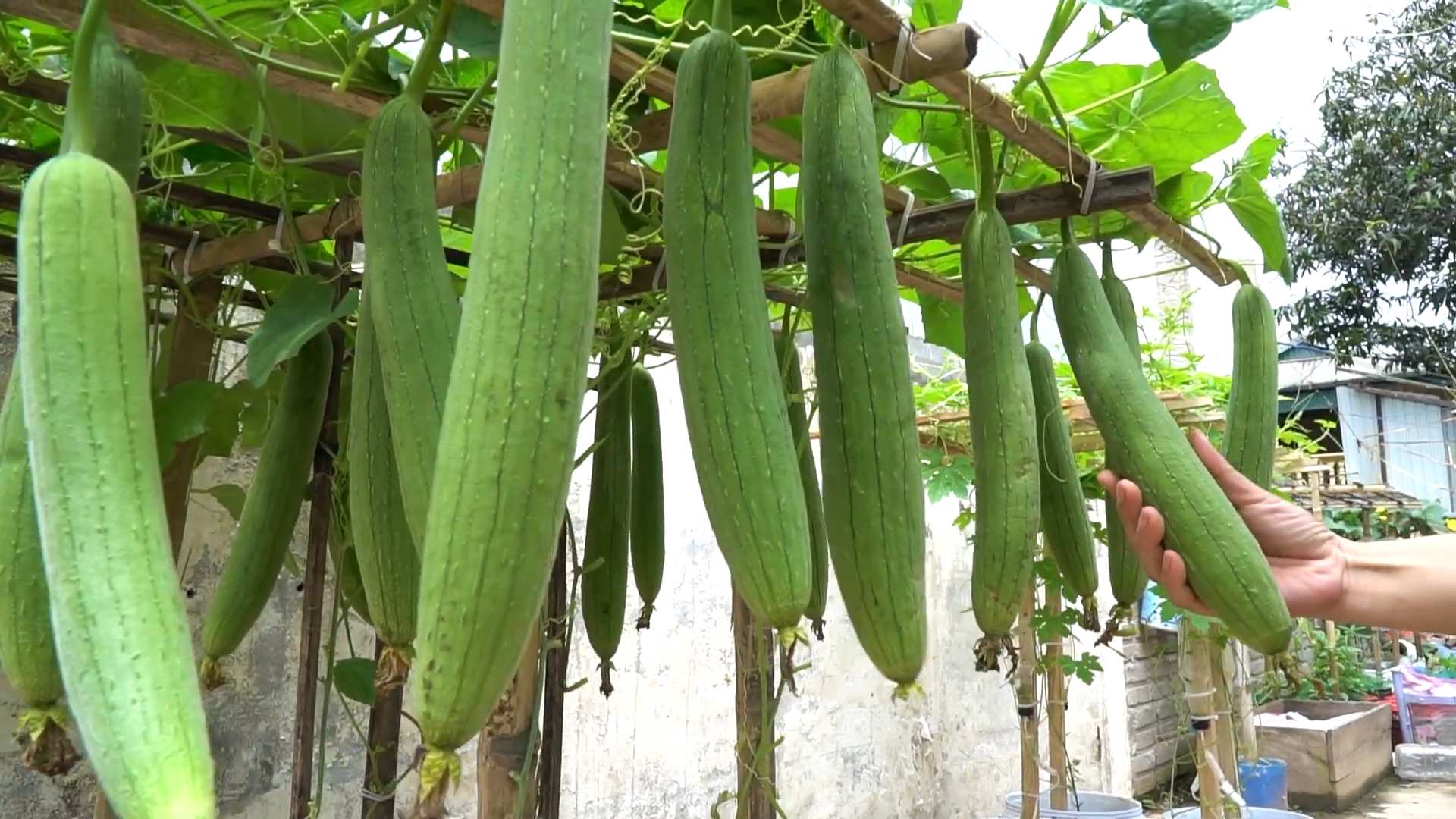 Grow Sponge Gourd