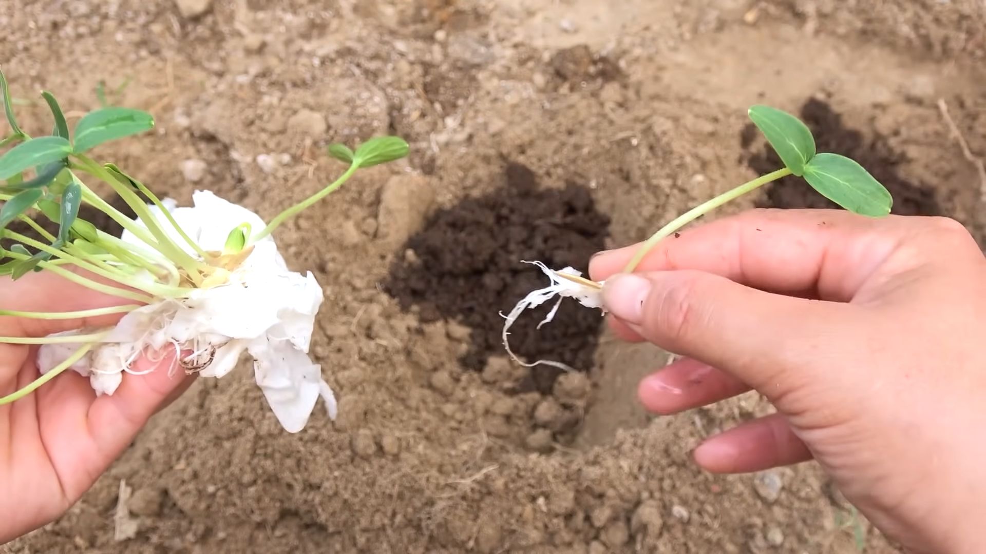 Growing Cucumbers Shortcut