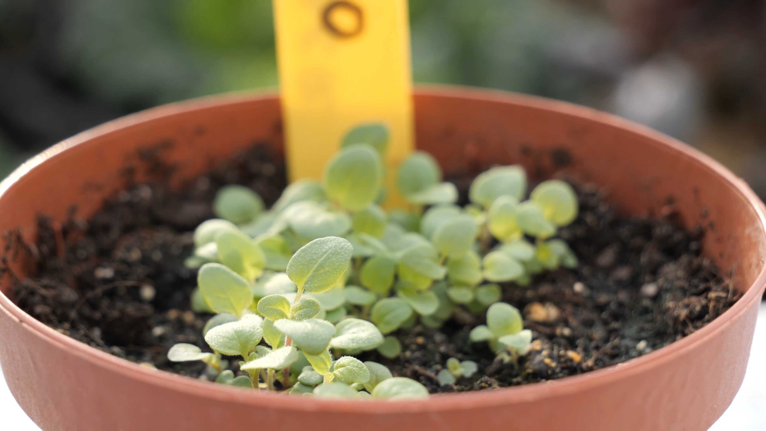 Grow Oregano Indoors