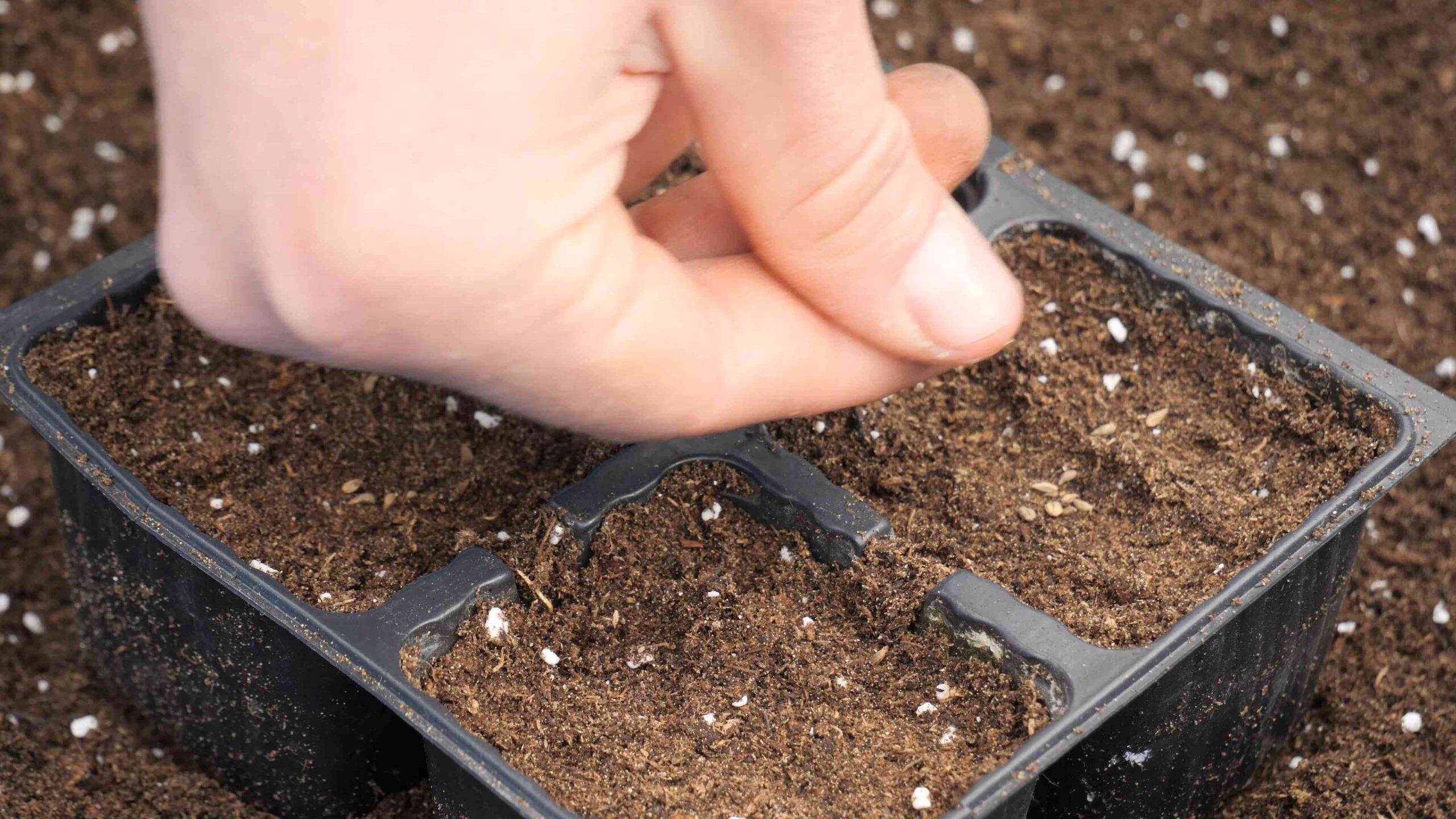 Beginner Gardener Parsley Growing