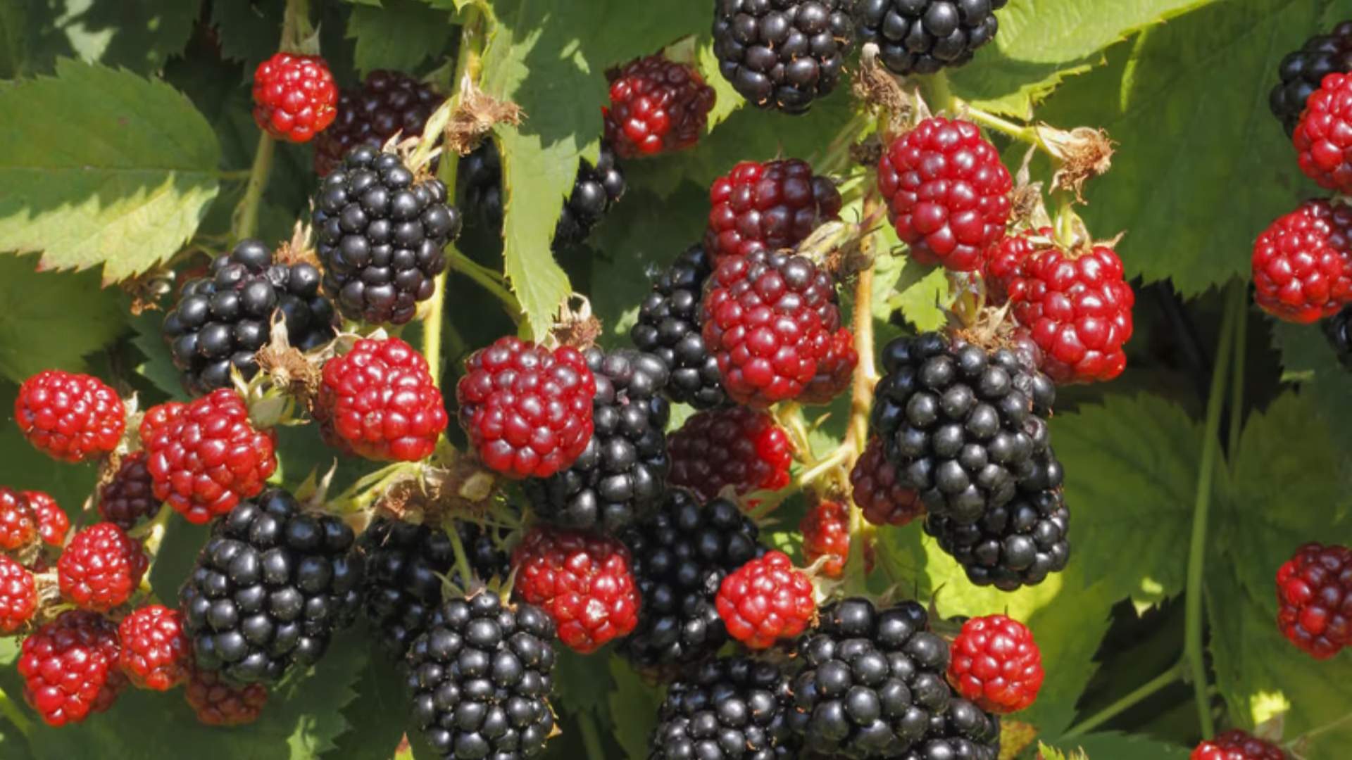 Grow Raspberries in Your Garden